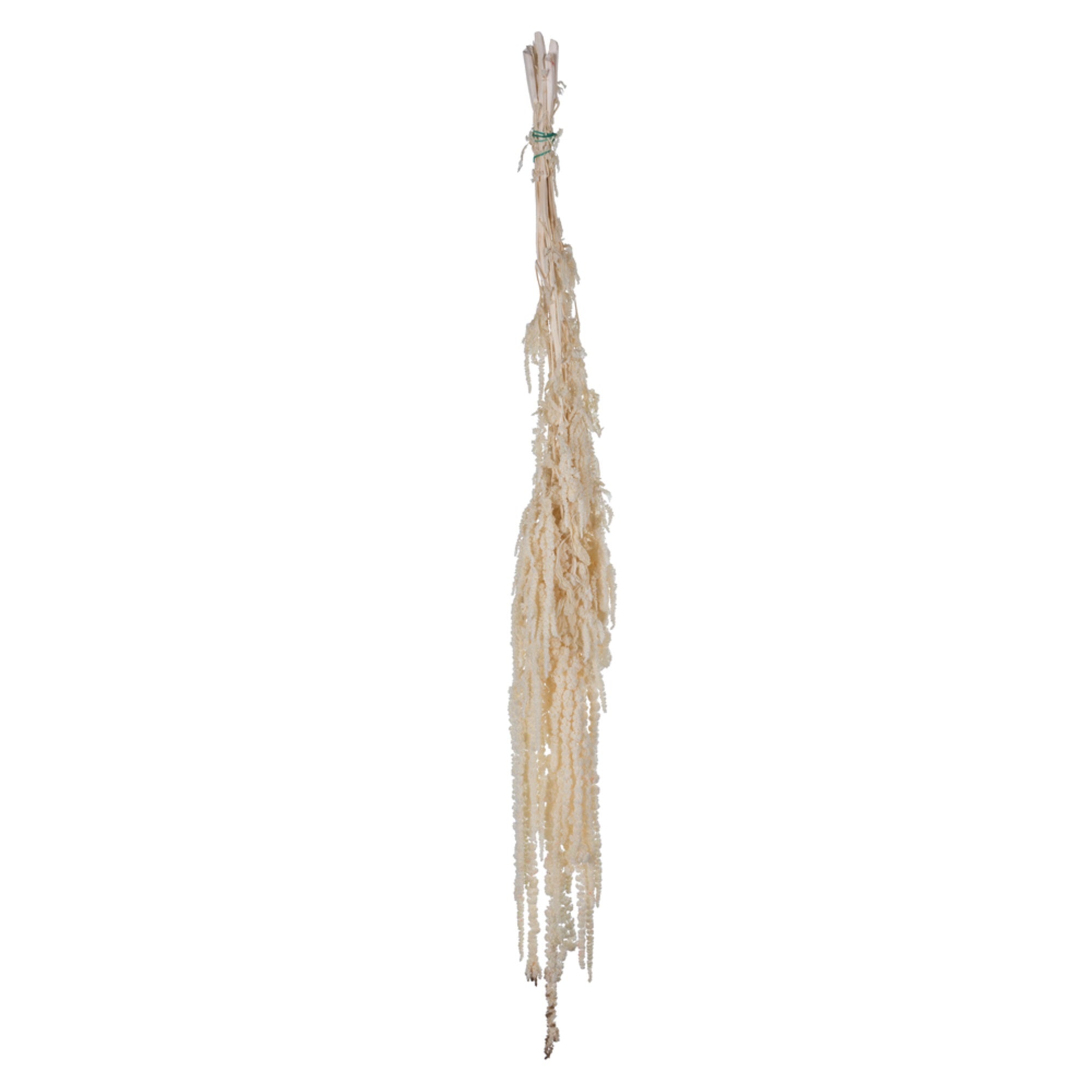 30” White Amaranthus Bundle 7oz