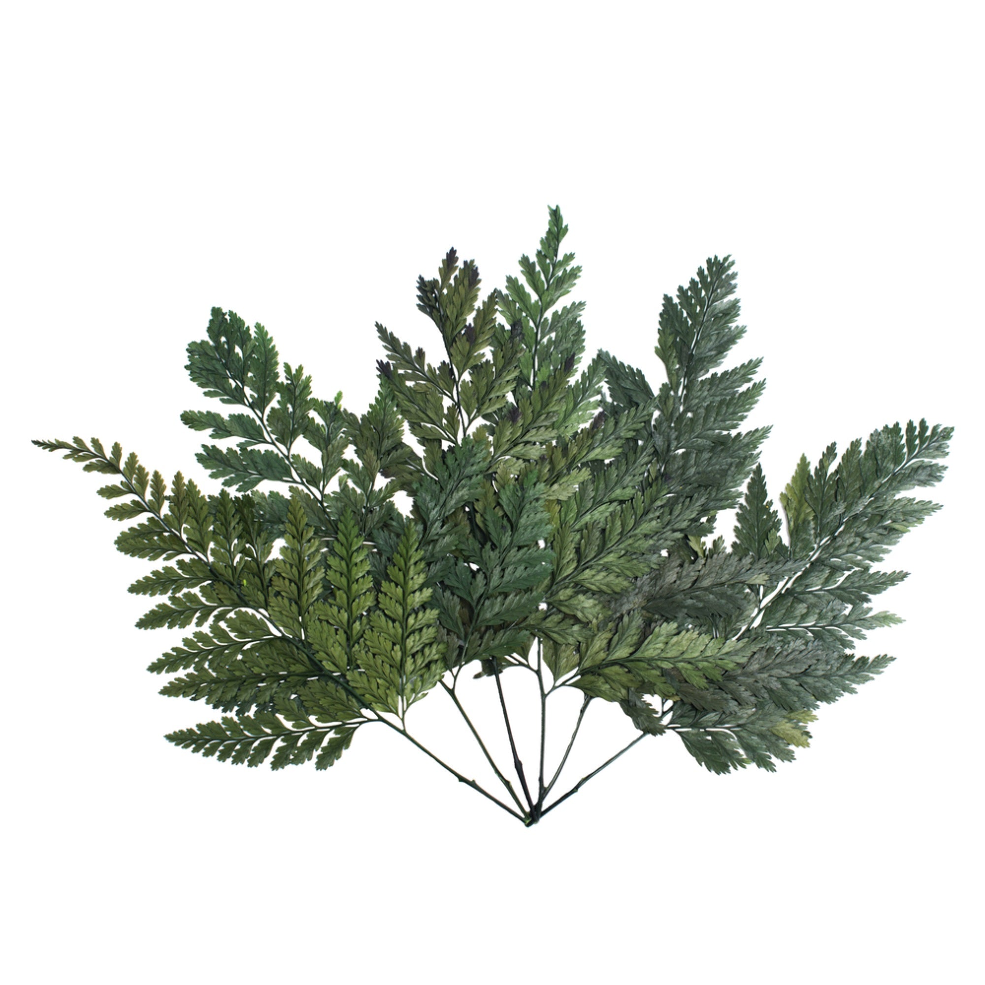 6-10” Green Davalia Fern Stem- 6/Pk