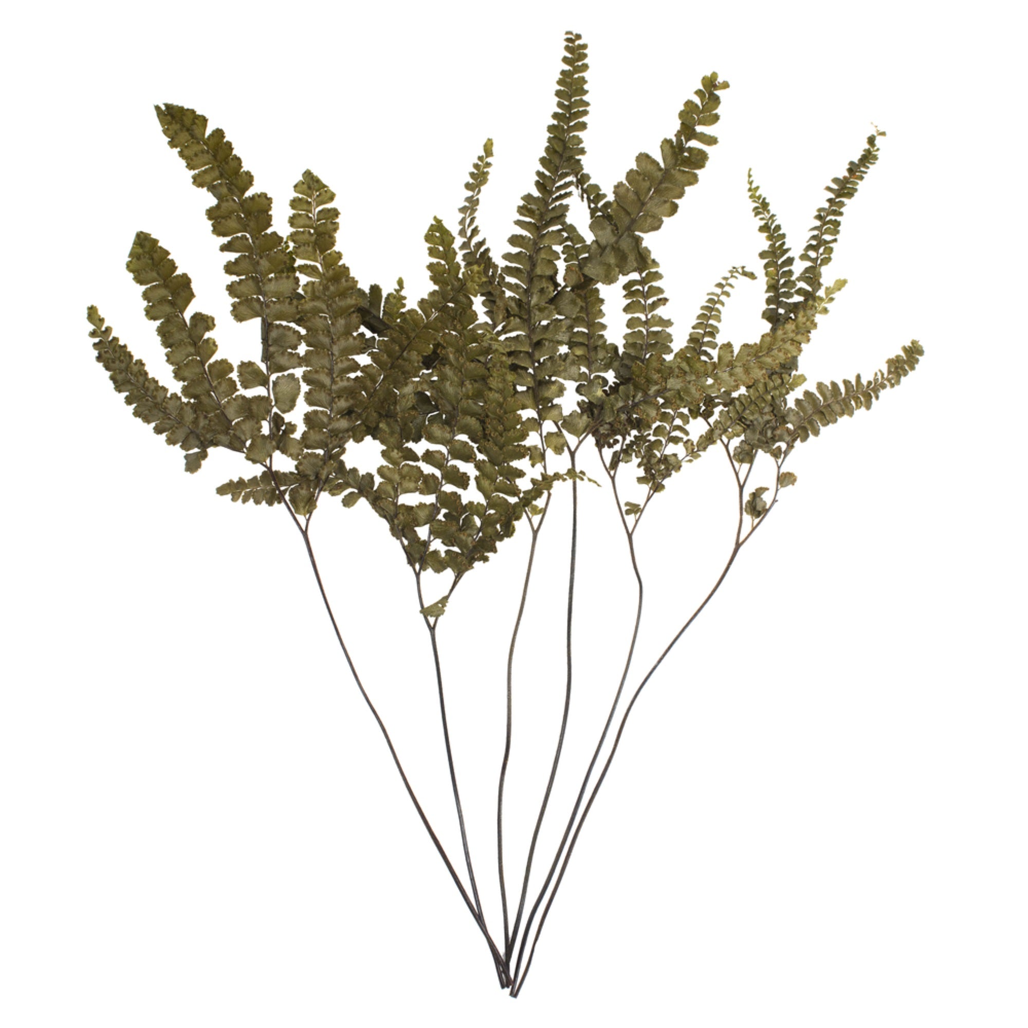 Vickerman 6-10”  Fern Green Fern - Felci 6 stems Preserved