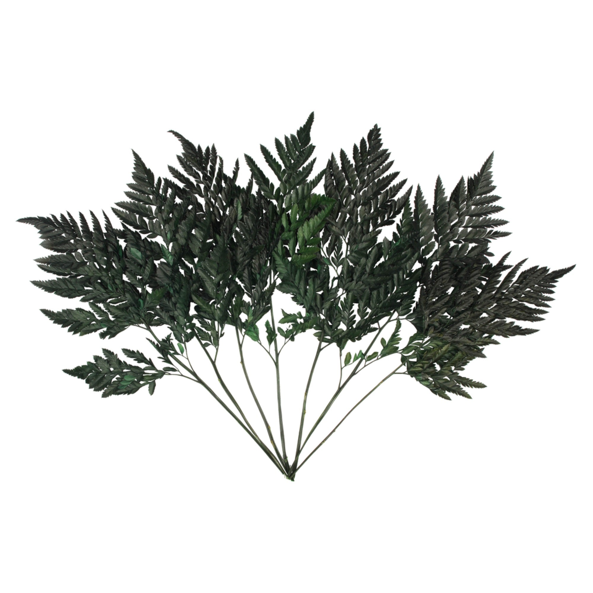 Vickerman 12-15” Fern Green Fern-Leatherleaf 6 stems Preserved