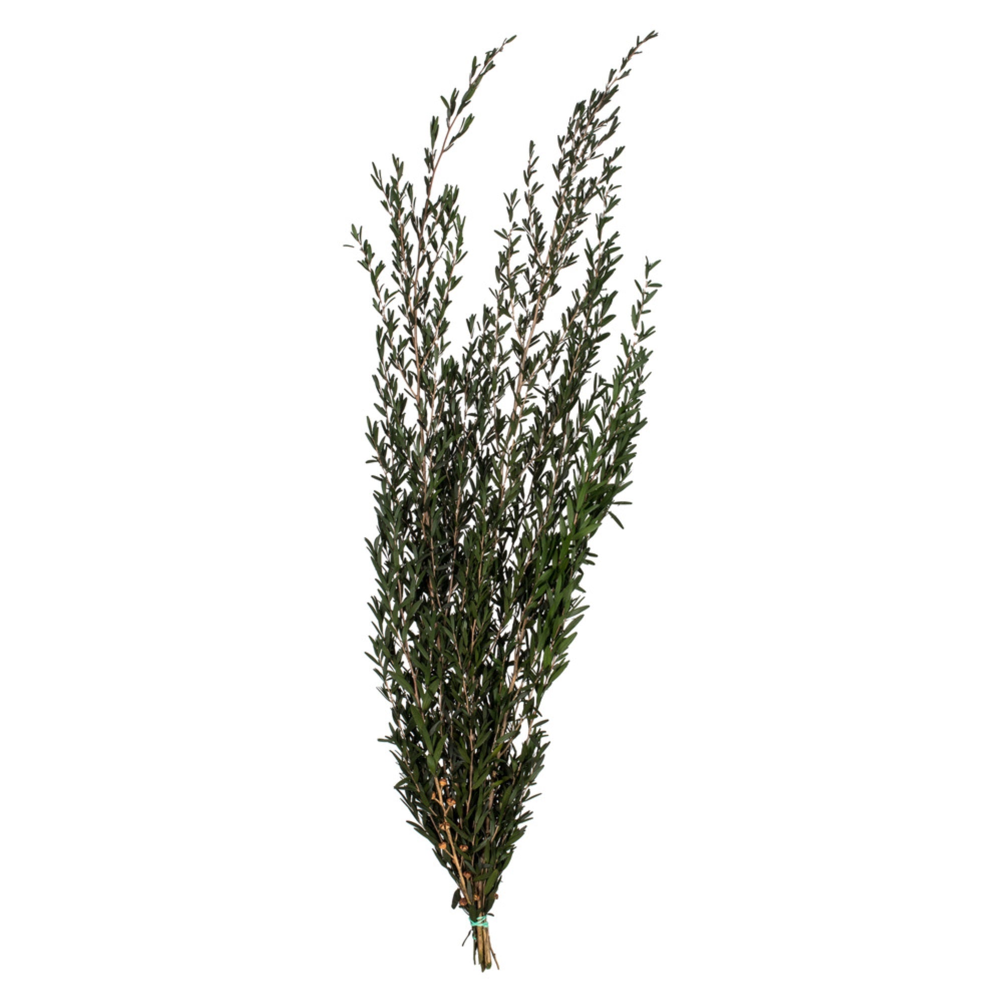 25-36” Green Lepto Longifolia Bundle 6oz