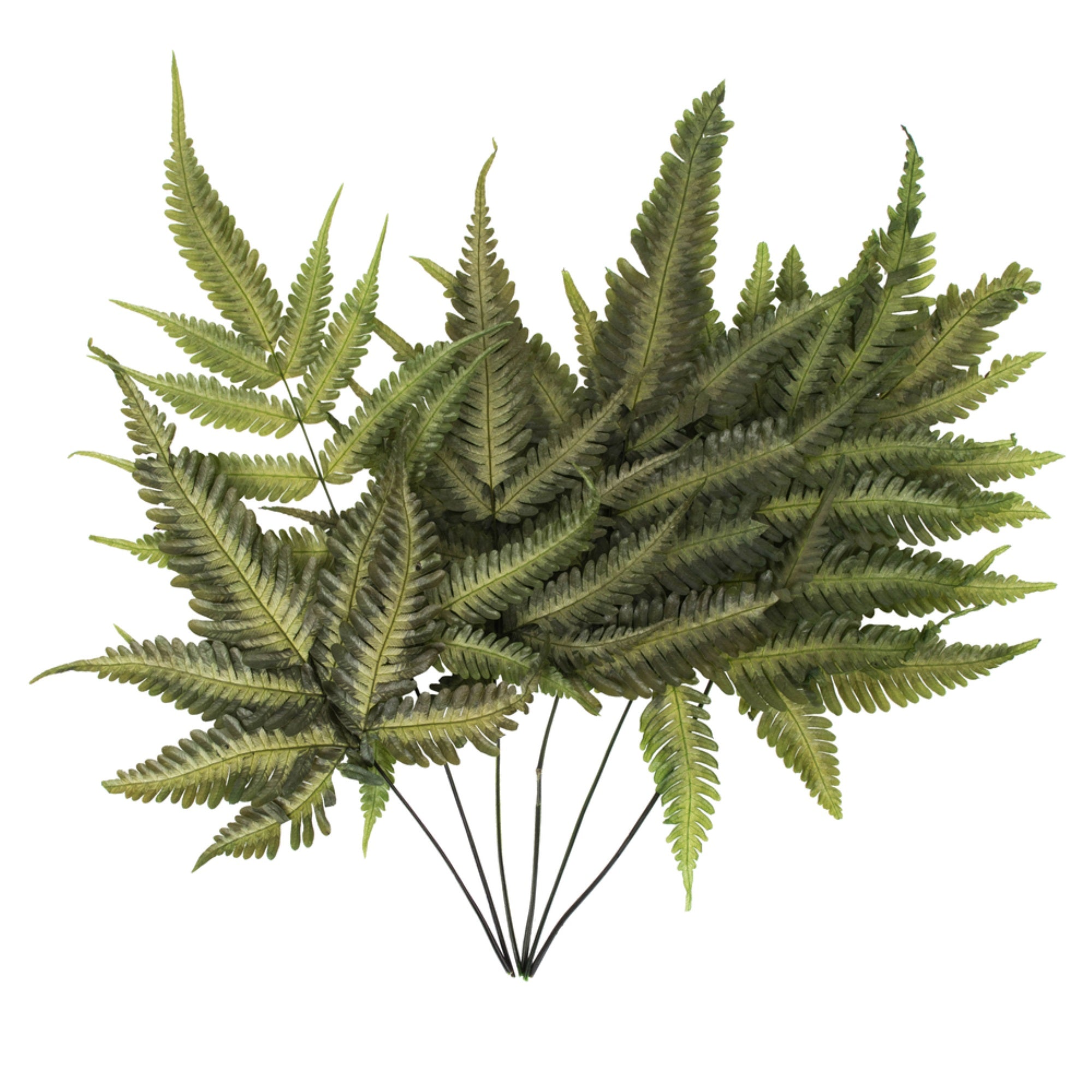 Vickerman 18-20” Basil Fern- Ombre 6 stems Preserved