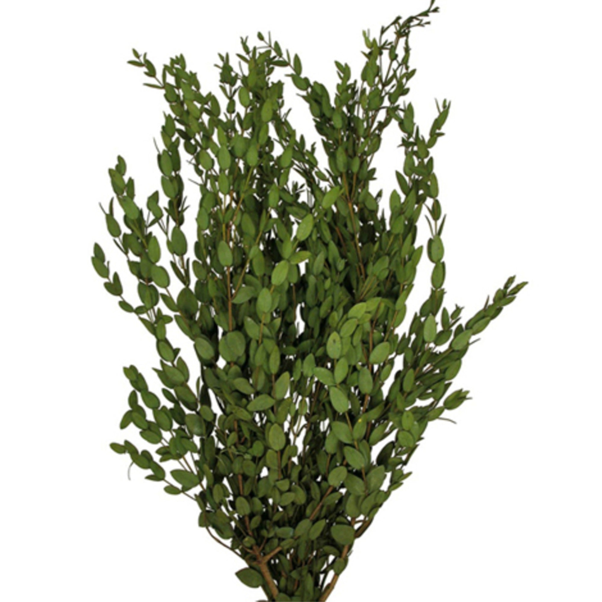 24-32” Green Parvafolia Stem Bundle -5oz
