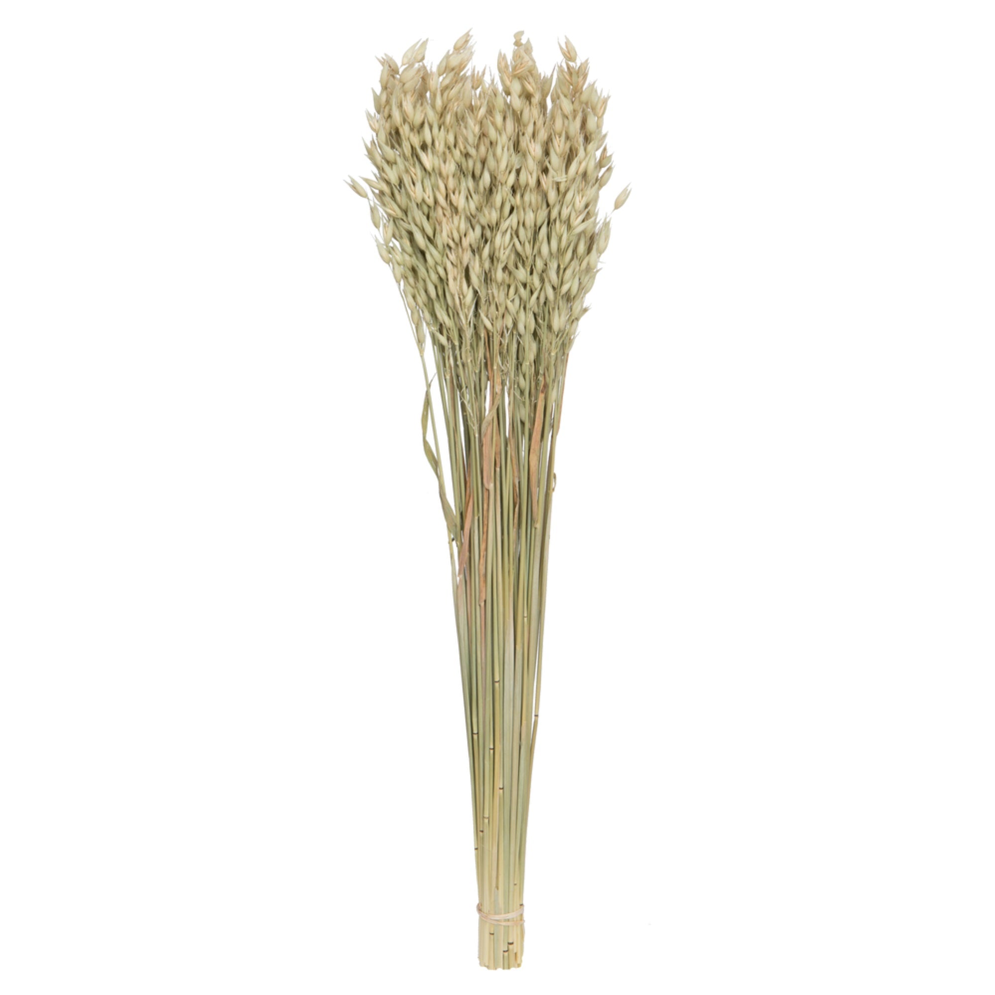 Vickerman Natural Botanicals 24-26” Natural Dried Avena Oats 4 oz Bunch
