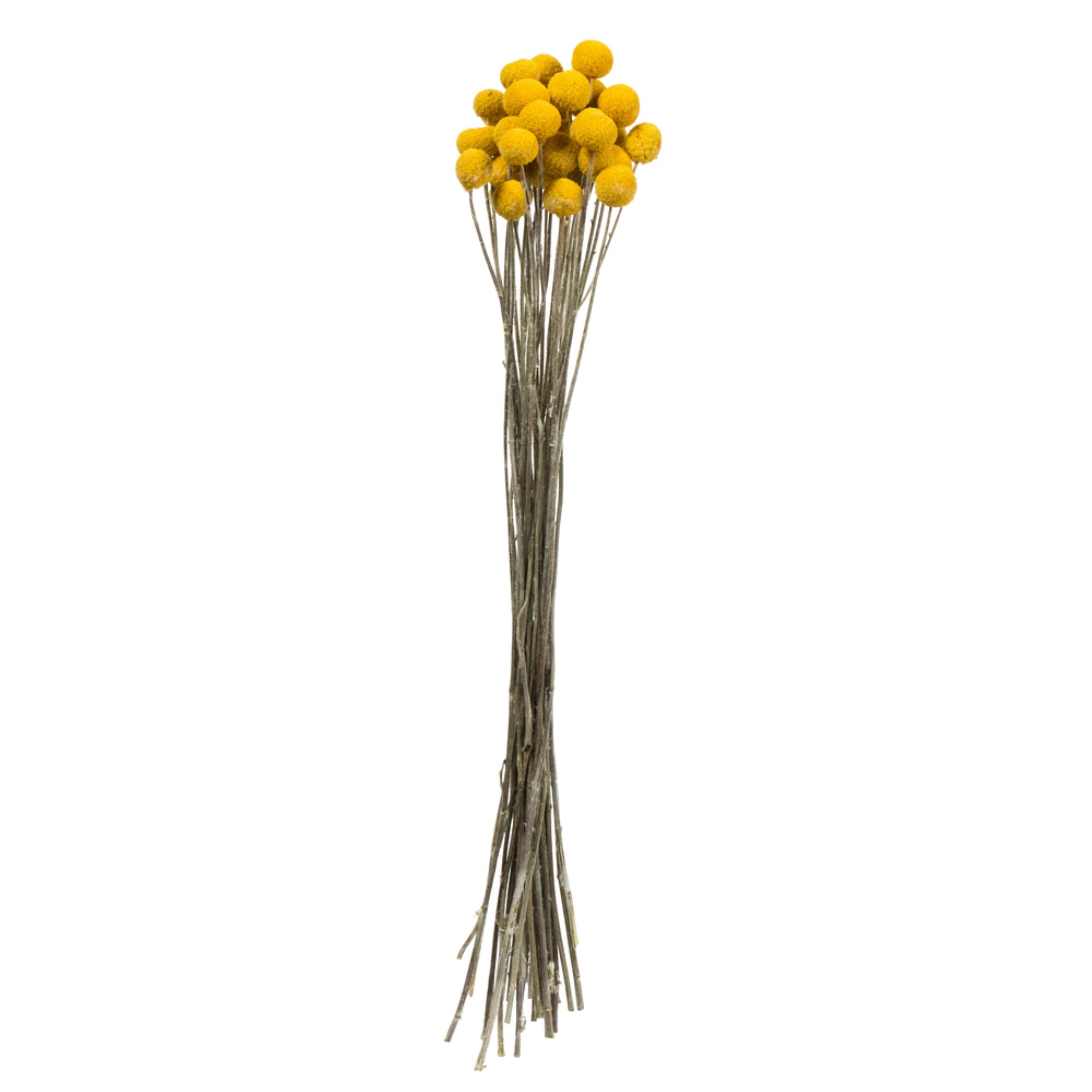16-18” Yellow Billy Buttons 25-30 Stems