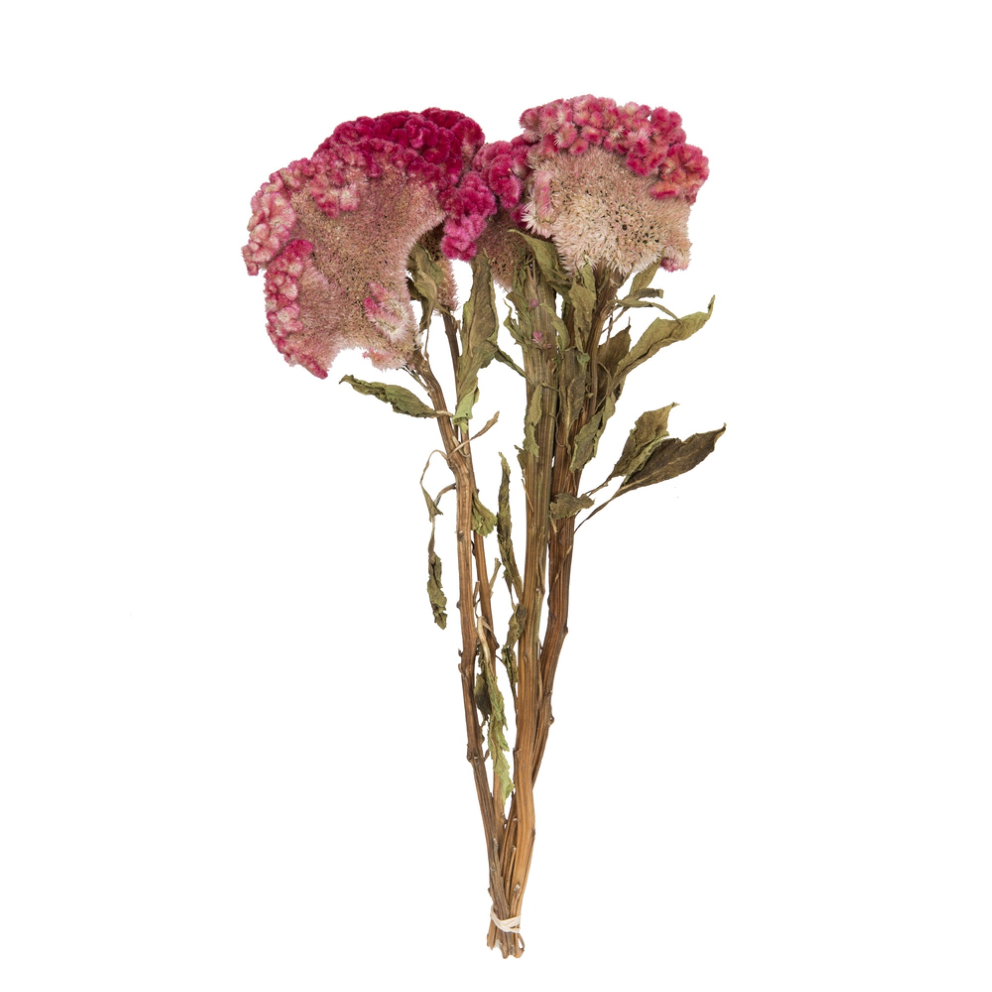 Vickerman Natural Botanicals 18-24” Raspberry Dried Celosia Coxcomb 4 oz. Bunch.