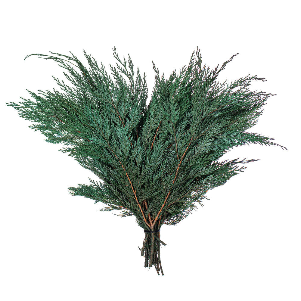 18-24″ Port Orford Cedar Branches - 16oz