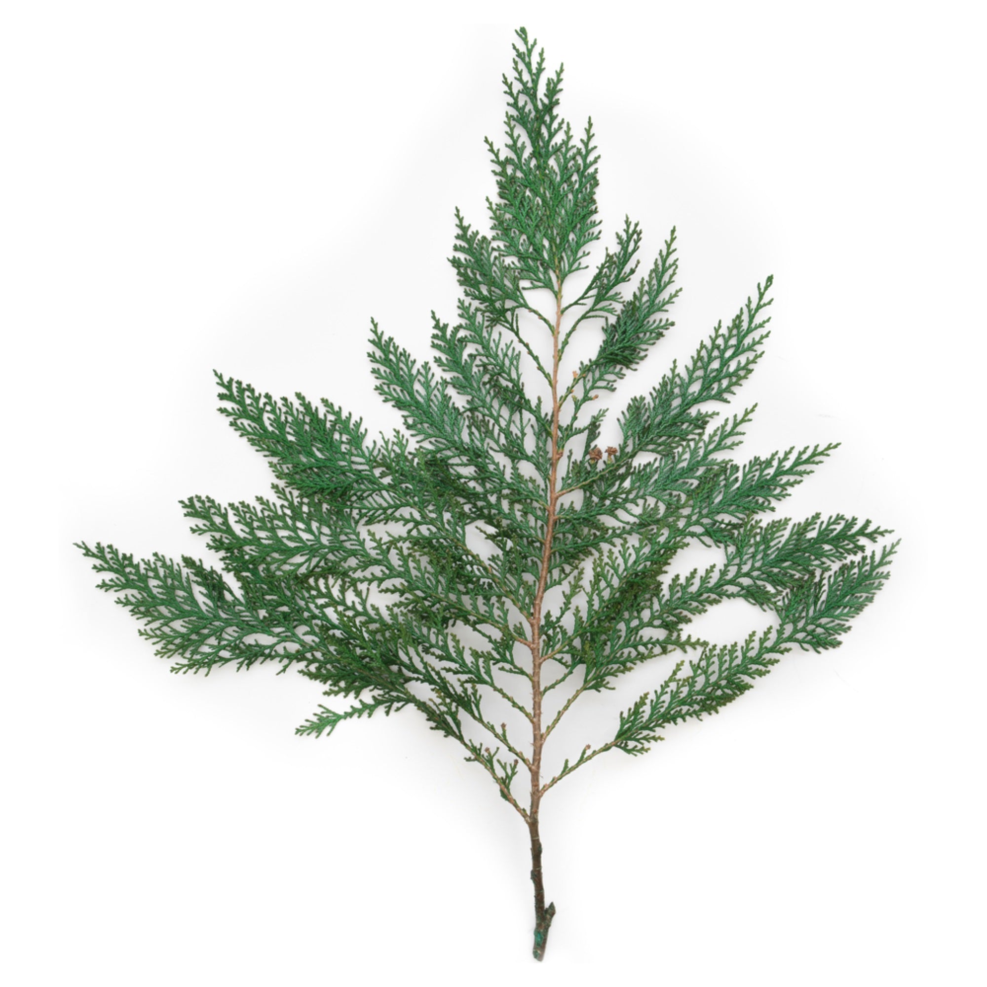 18-24” Port Orford Cedar Bulk - 15Lbs