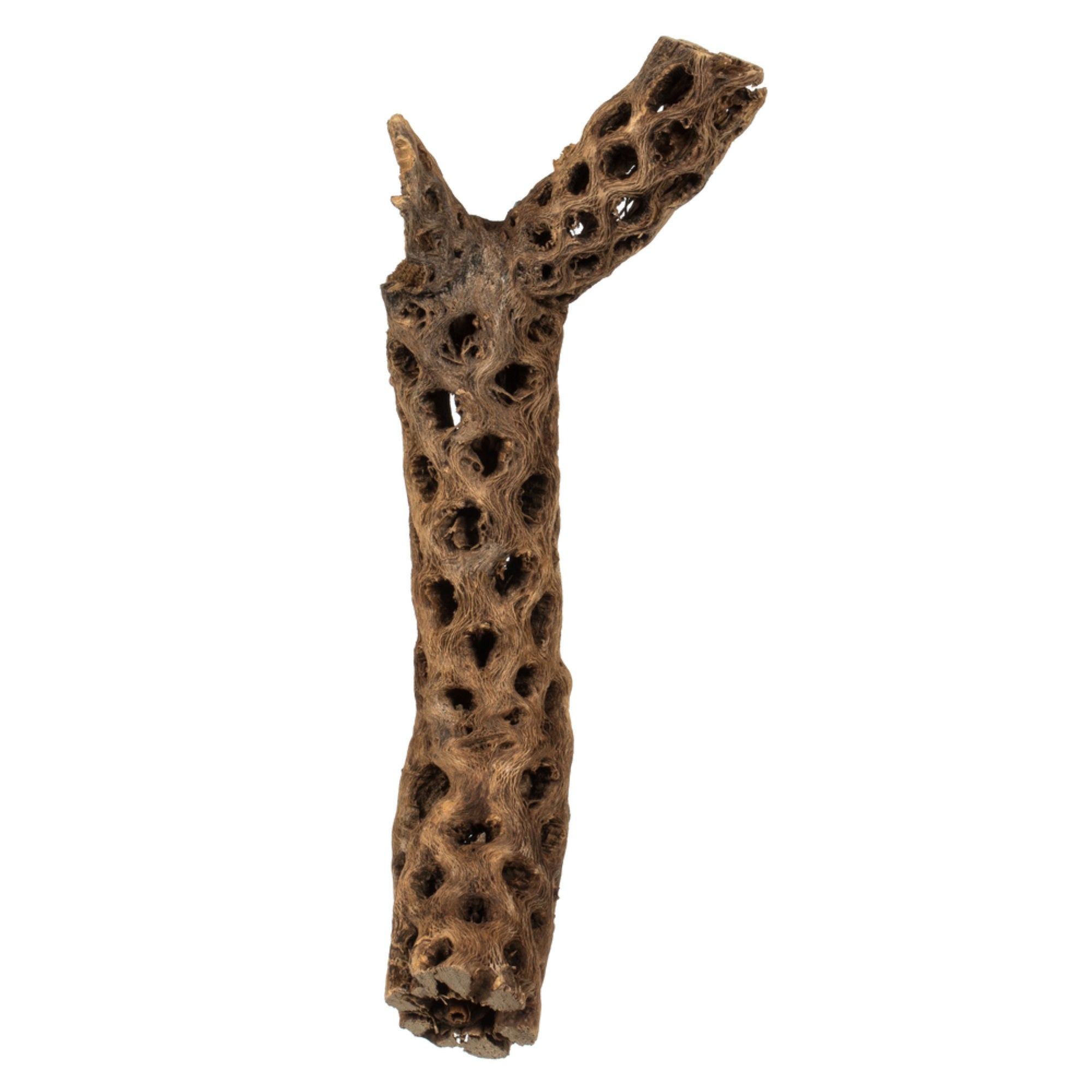 10-12” Natural Cholla - 1Pc