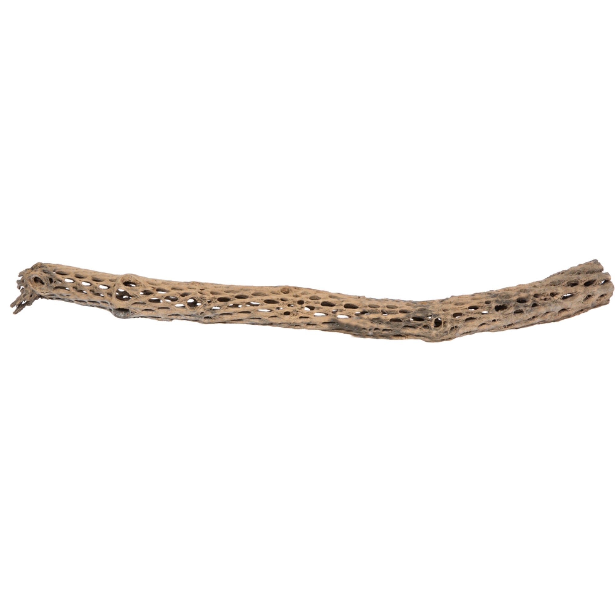 29-35” Cholla Natural - 1Pc