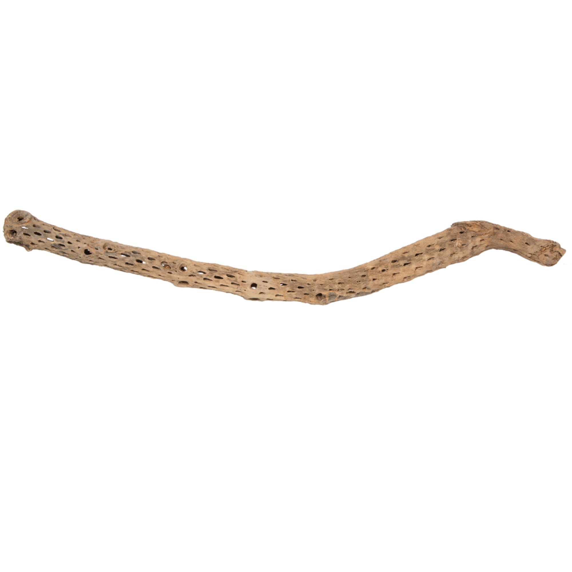 36-41” Cholla Natural - 1Pc