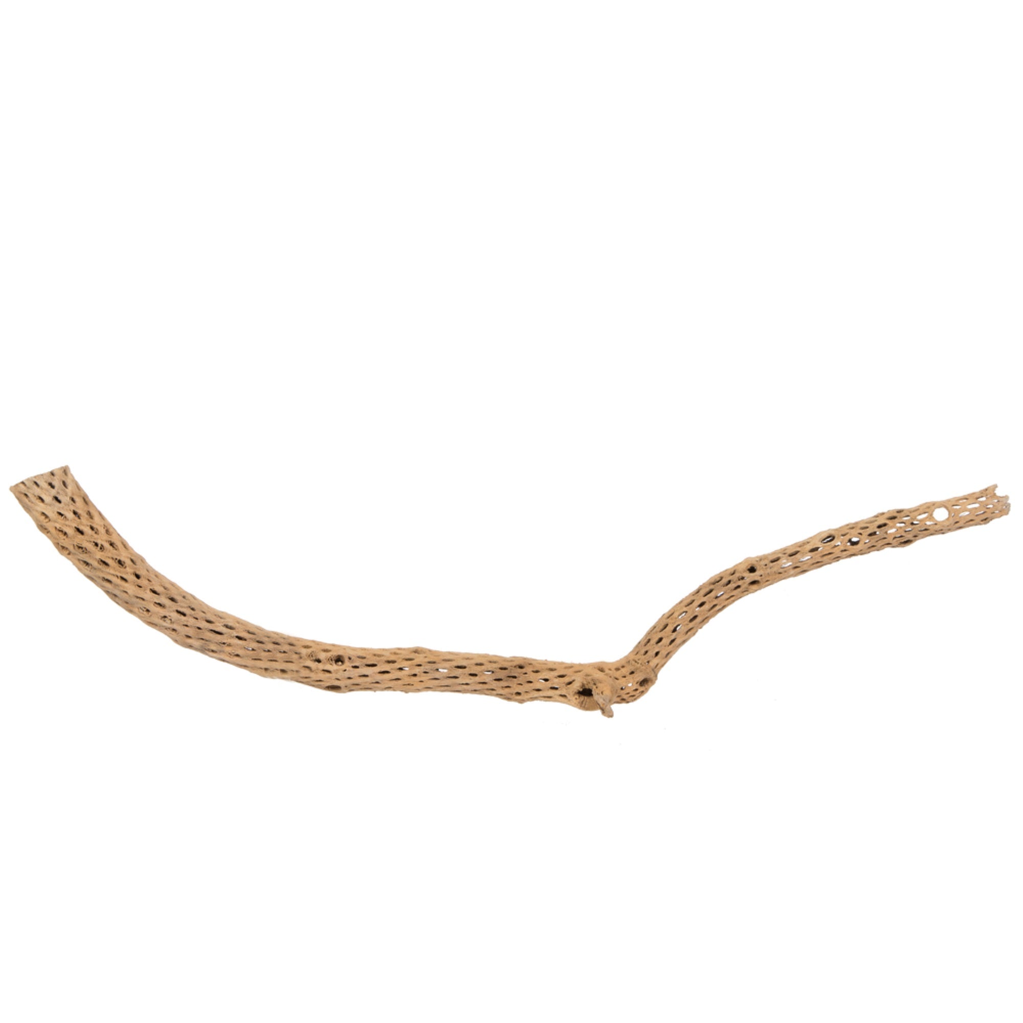 42-47” Cholla Natural - 1Pc