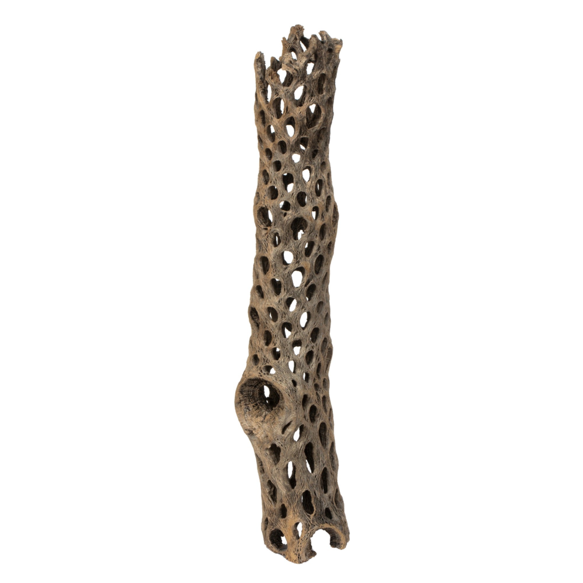 10-12” Weathered Cholla Segment - 1Pc