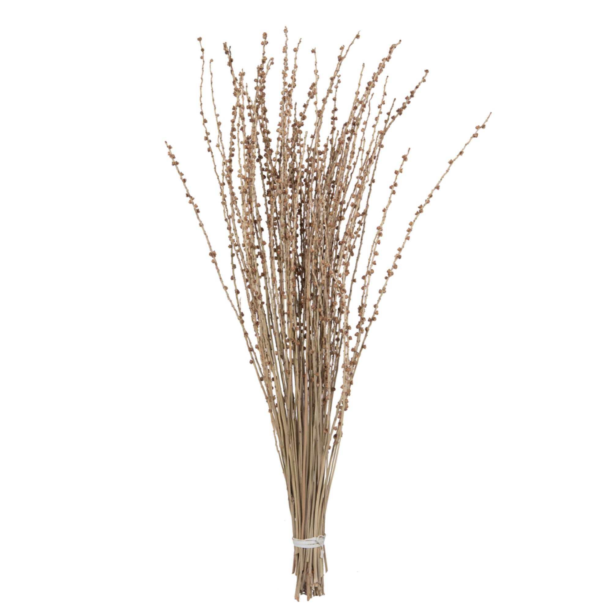Vickerman 36-38” Natural Deglet Nour Branch Bundle