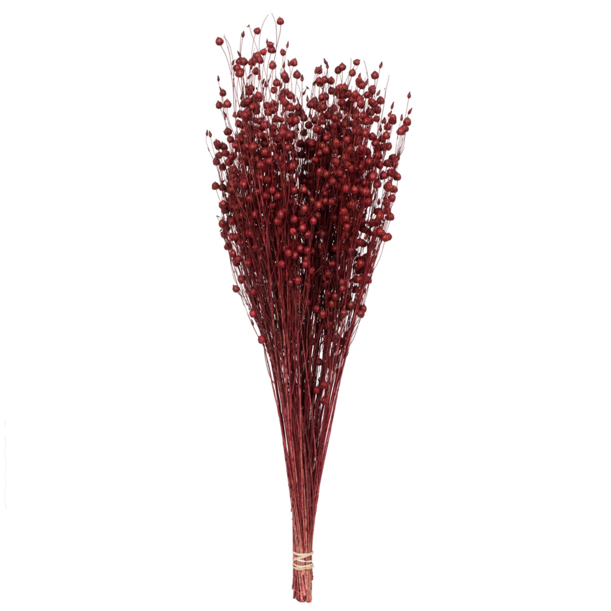 Vickerman Natural Botanicals 20-22” Red Dried Flax Linum 4 oz. Bunch.