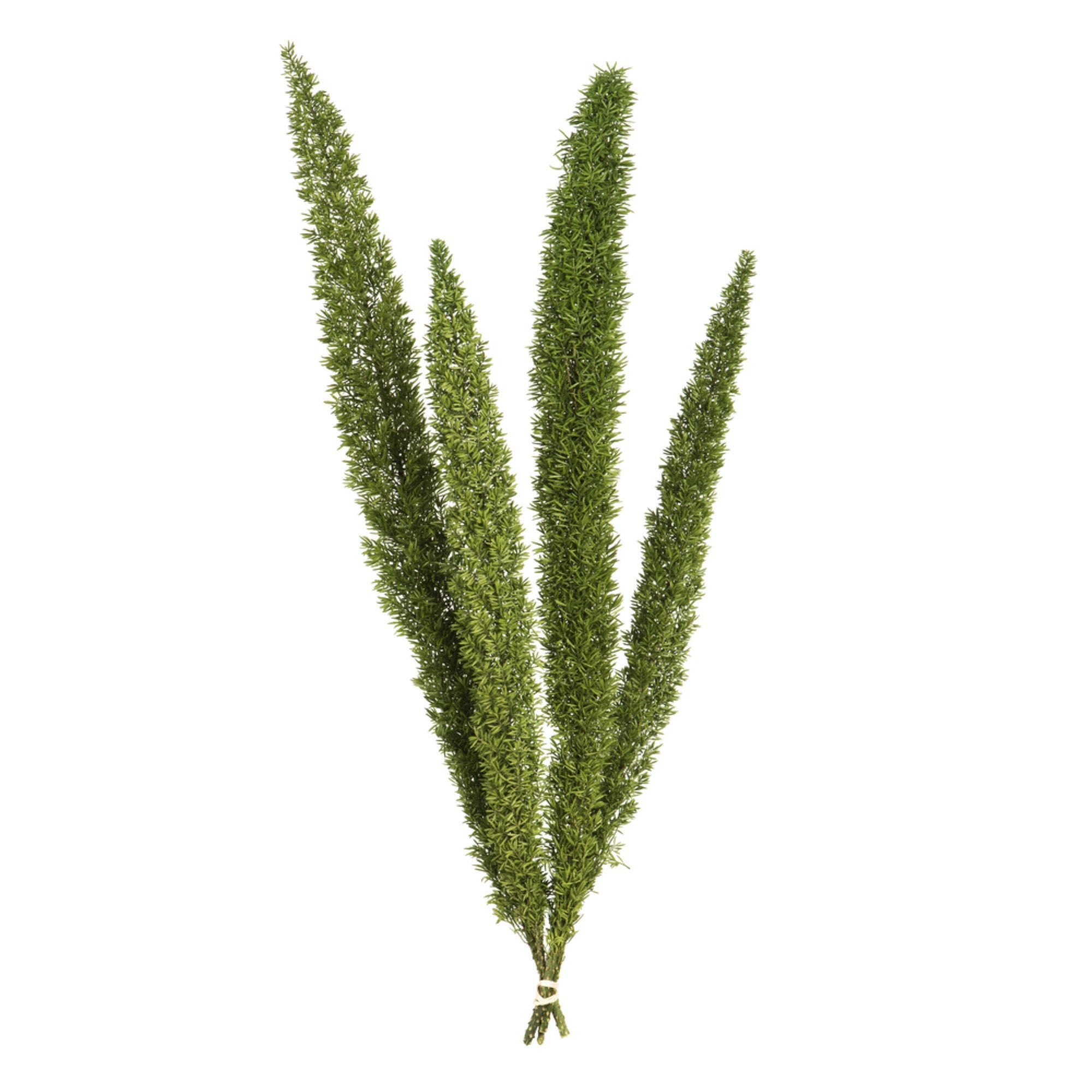 Vickerman 8-10″ Green Foxtail Fern 16 Stem Bunch Preserved