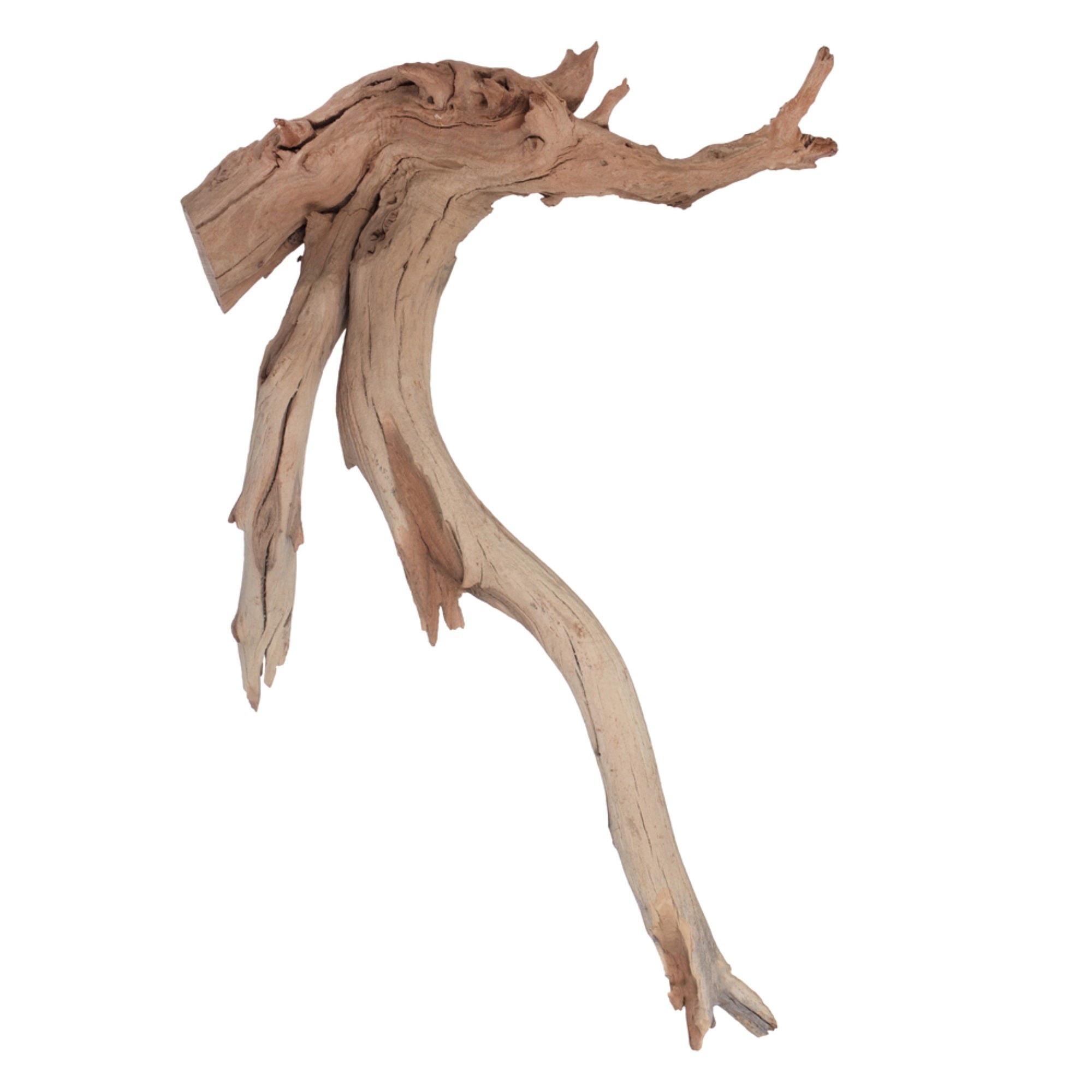 Vickerman Ghostwood Manzanita Sand Blasted 18” Dried
