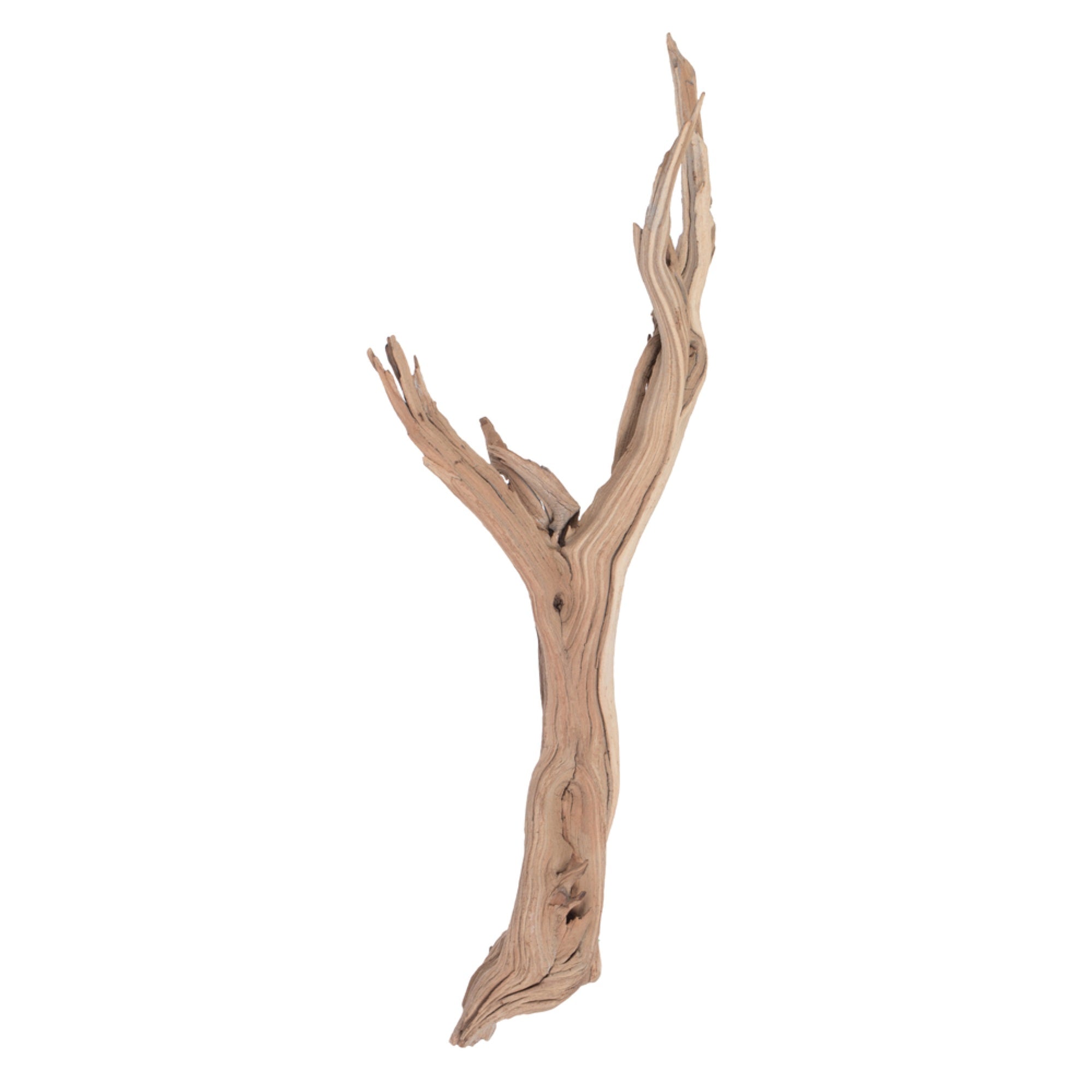 Vickerman Ghostwood Manzanita Sand Blasted 24” Dried