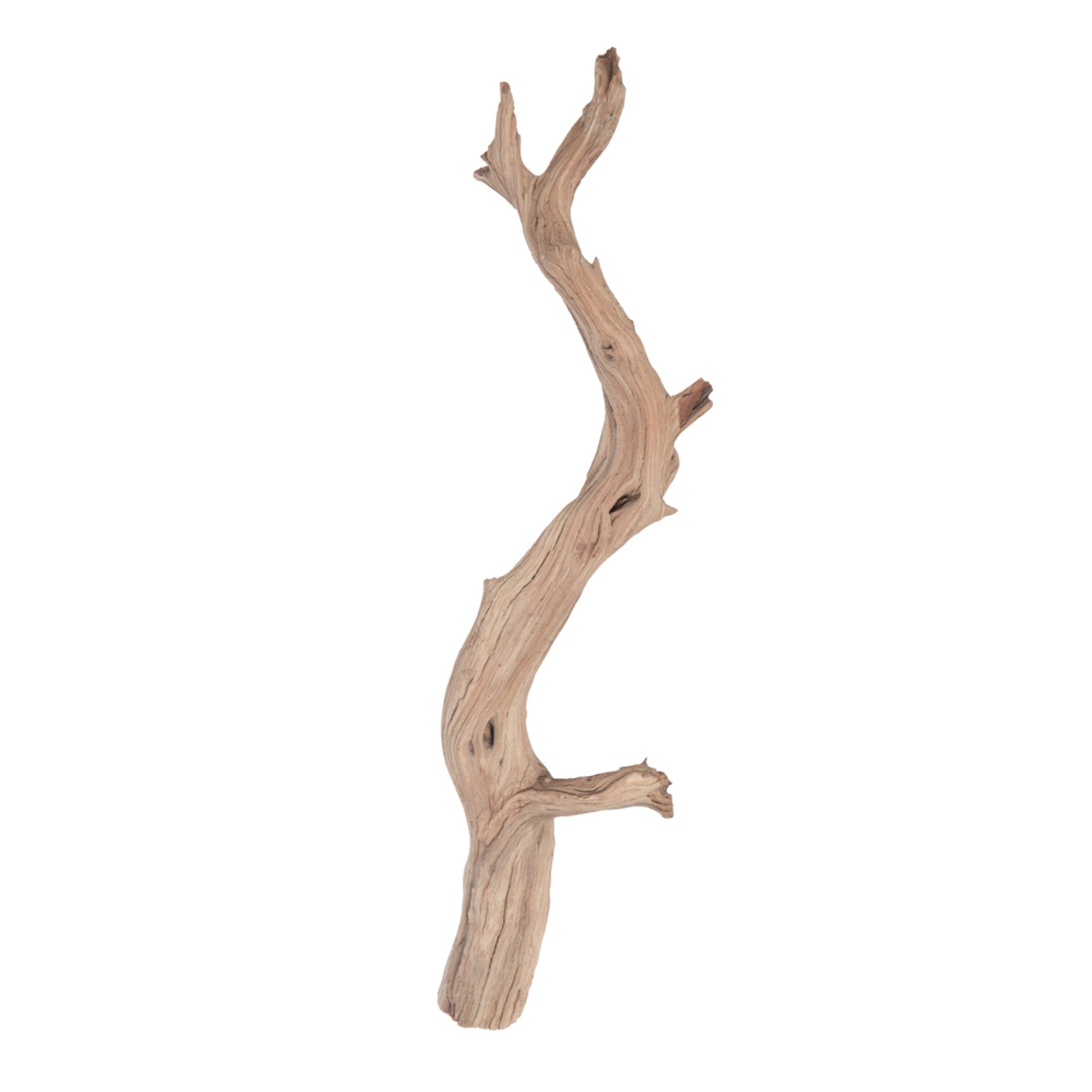 Vickerman Ghostwood Manzanita Sand Blasted 36” Dried