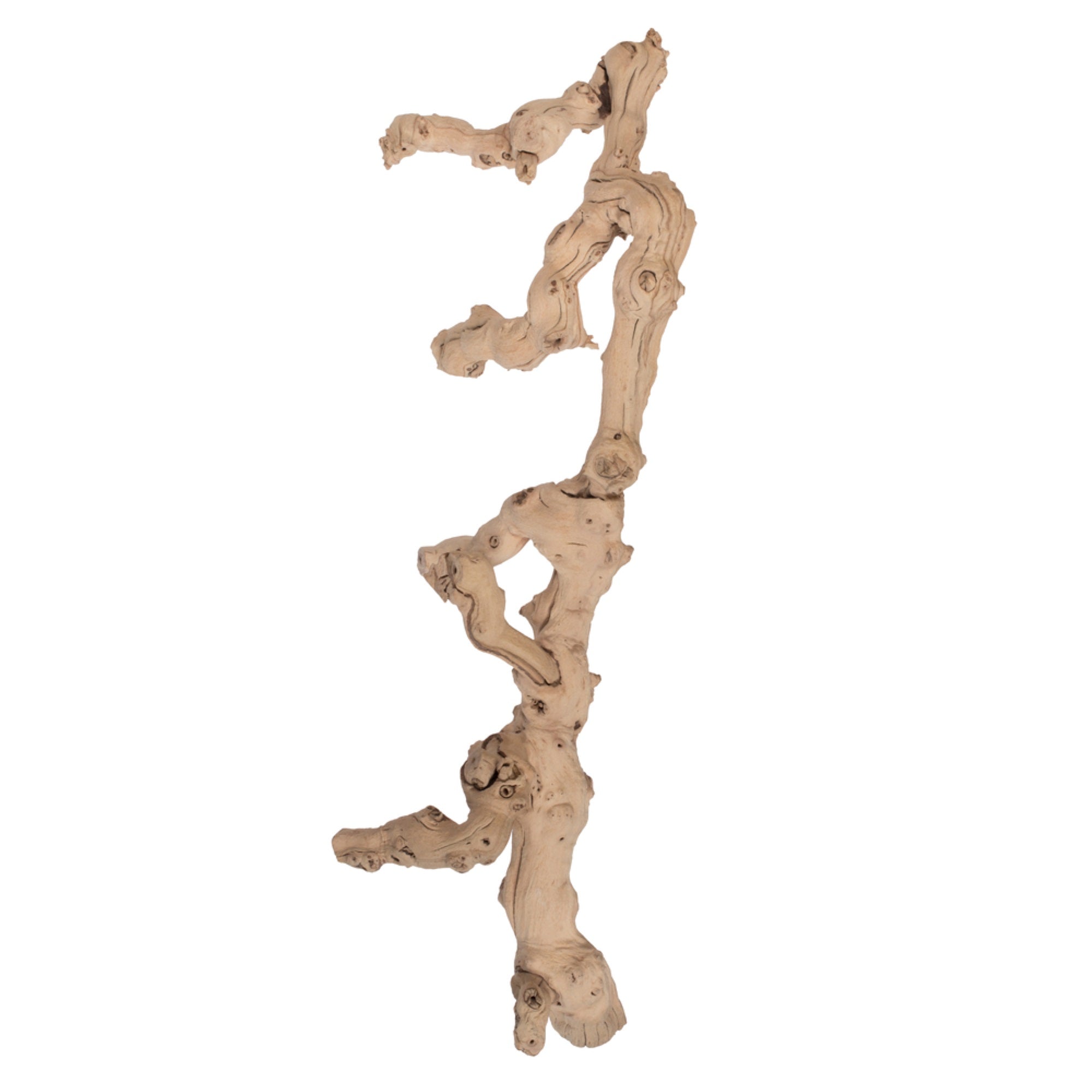 Vickerman Grapewood Sand Blasted Branch 24” Dried