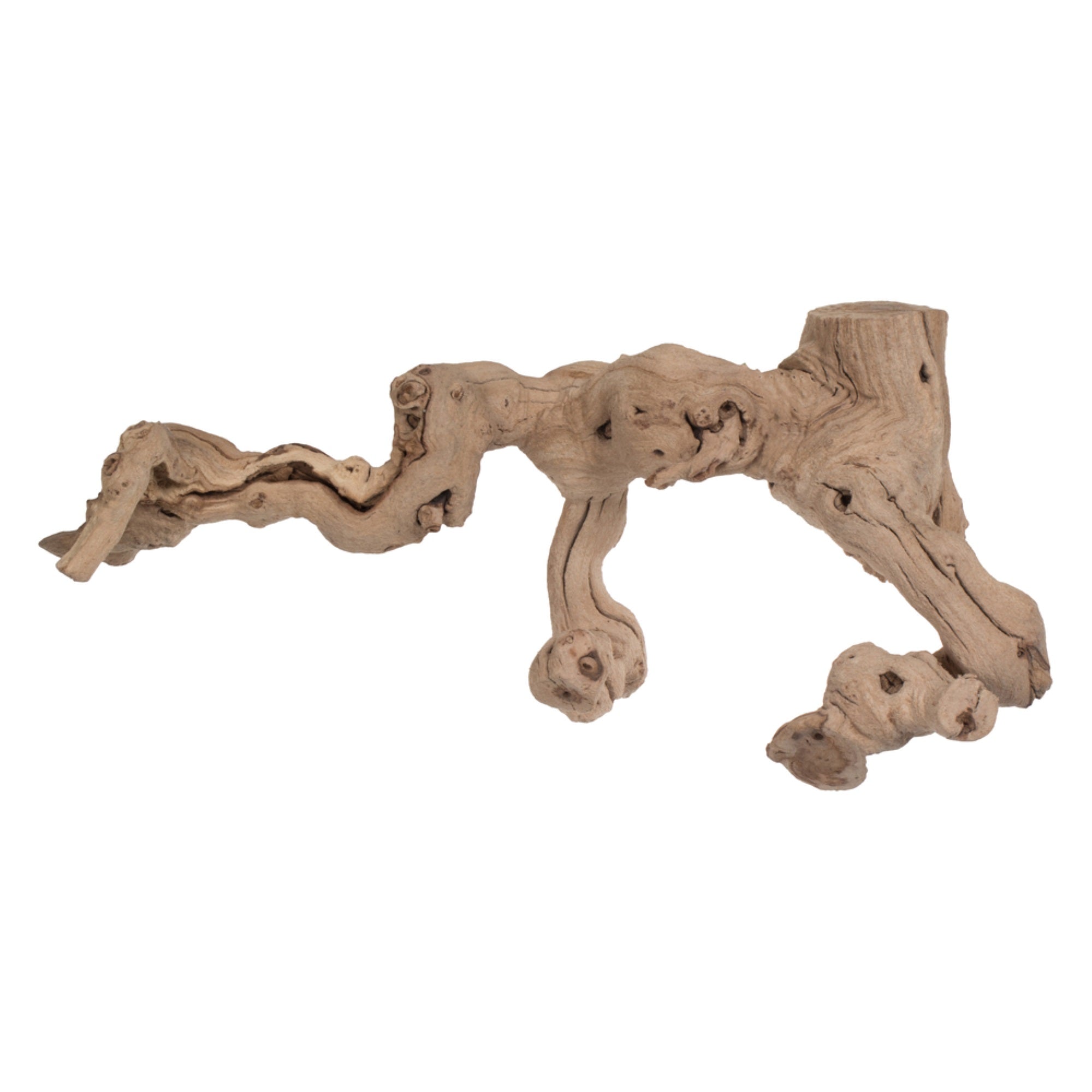 Vickerman Grapewood Sand Blasted trunk branchy Dried