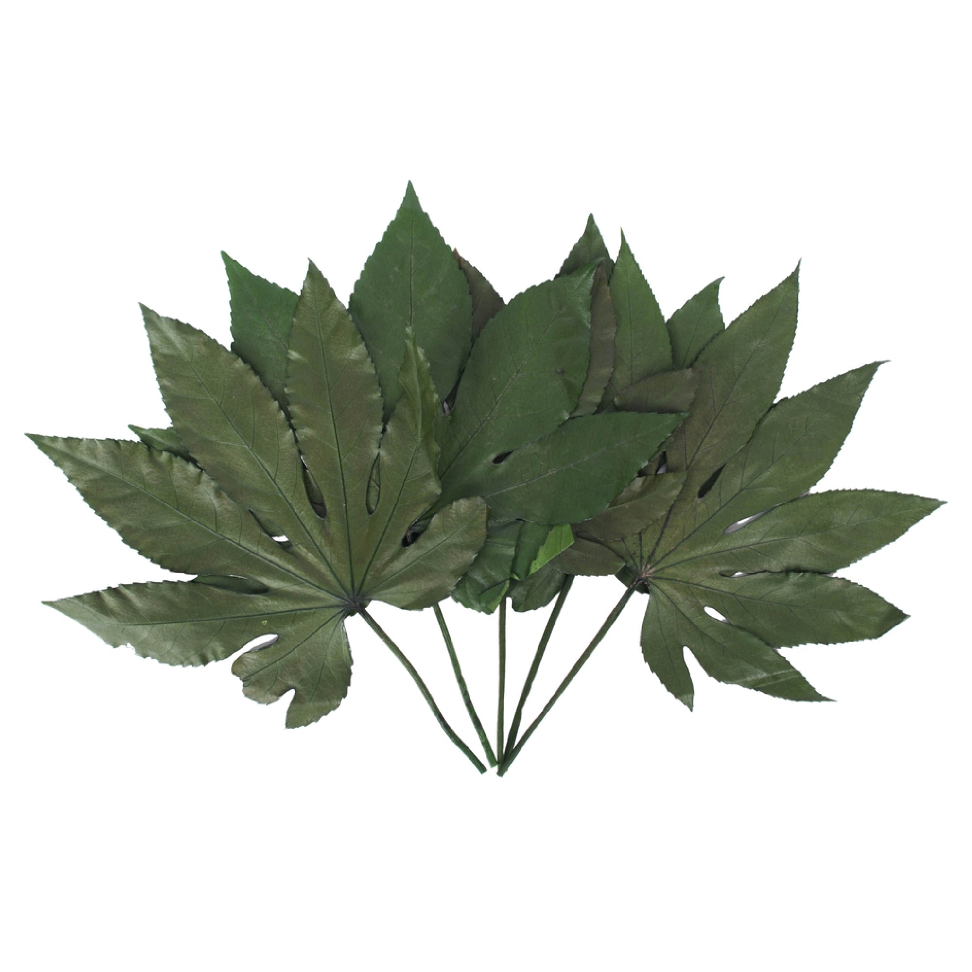 9-10” Green Japonica Aralia Stem 10Pc