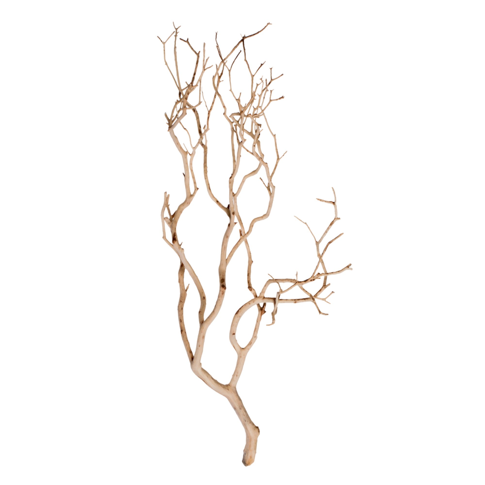 Vickerman Manzanita Tree Sand Blasted 24″ Dried