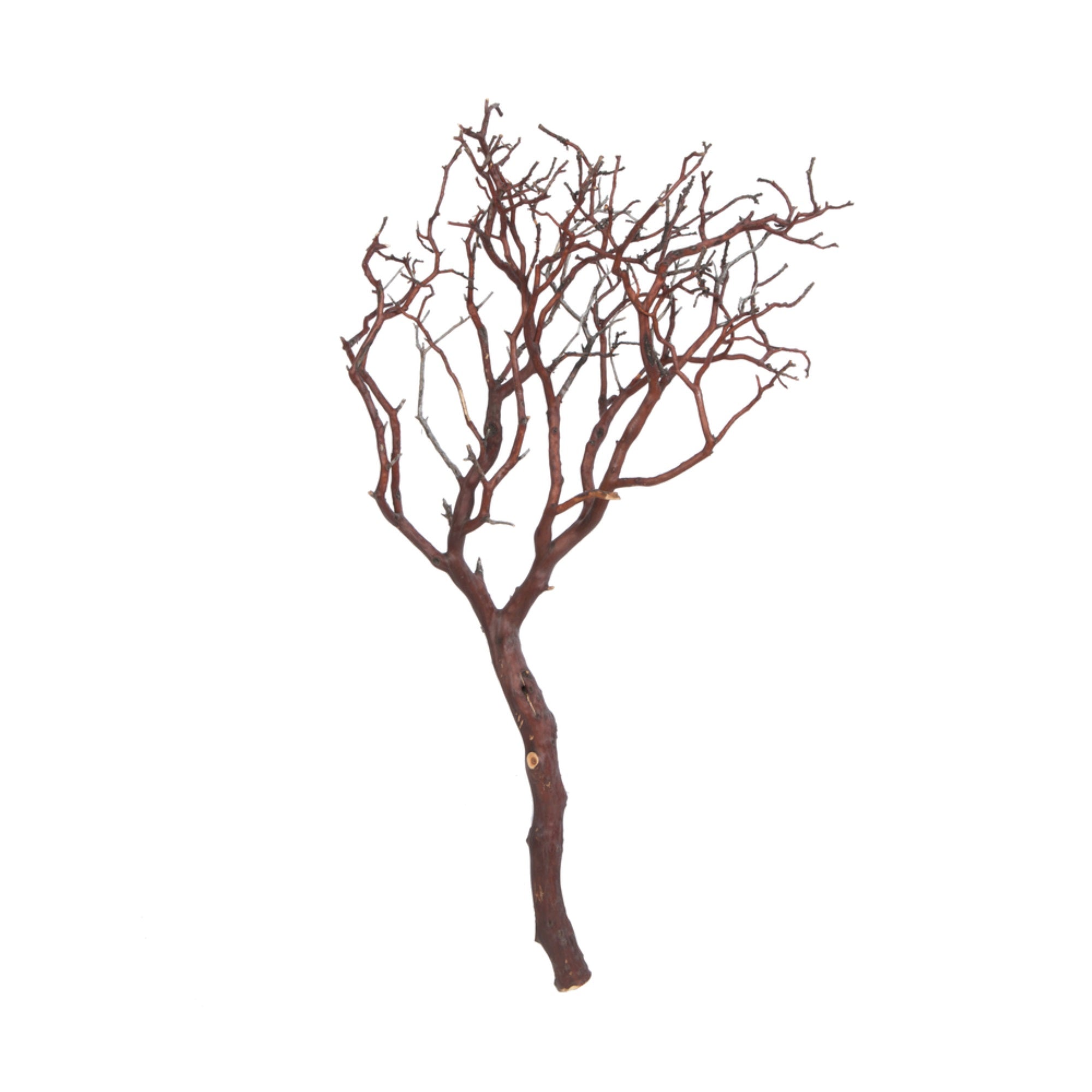 Vickerman Manzanita Tree Natural 24” Dried