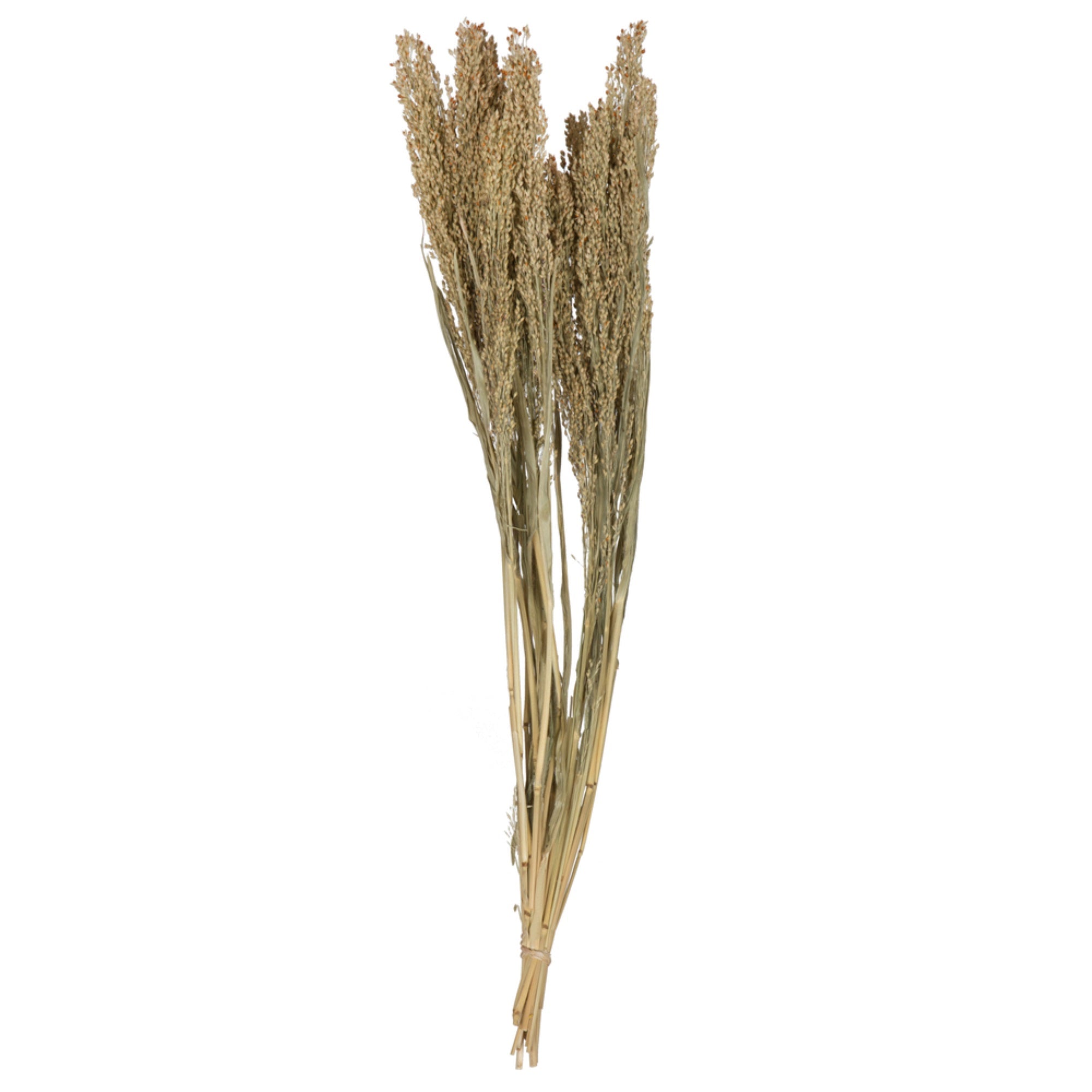 Vickerman Natural Botanicals 22-26” Natural Dried Panicum 4 oz. Bunch.