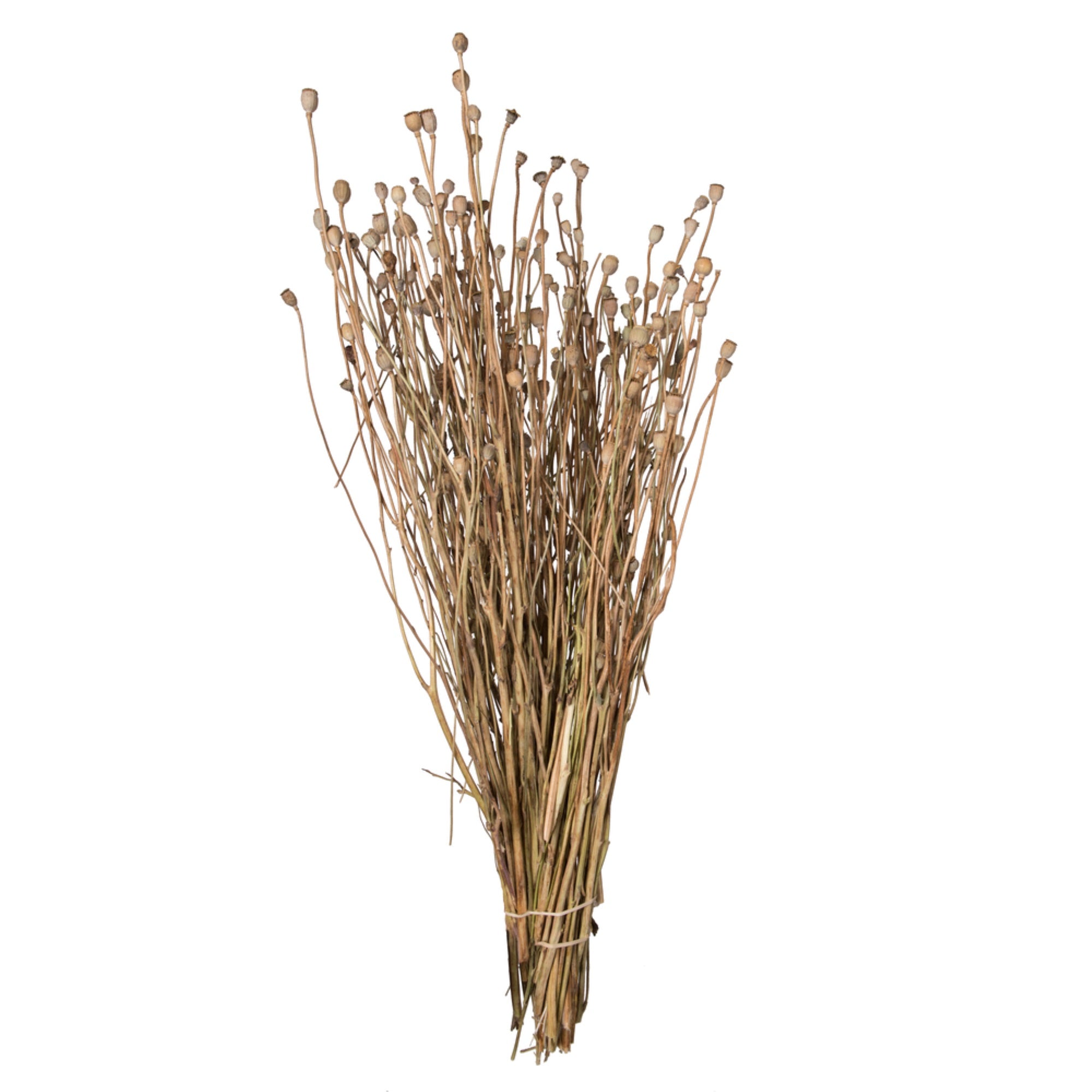 Vickerman Natural Botanicals 15-20” Poppy Pods 4 oz Bunch.