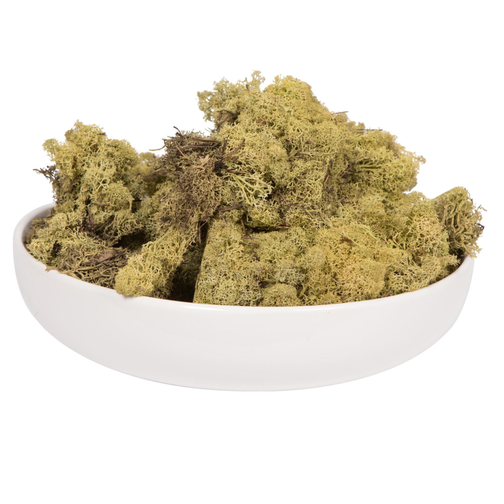 2 Lb Light Green Preserved Reindeer Moss