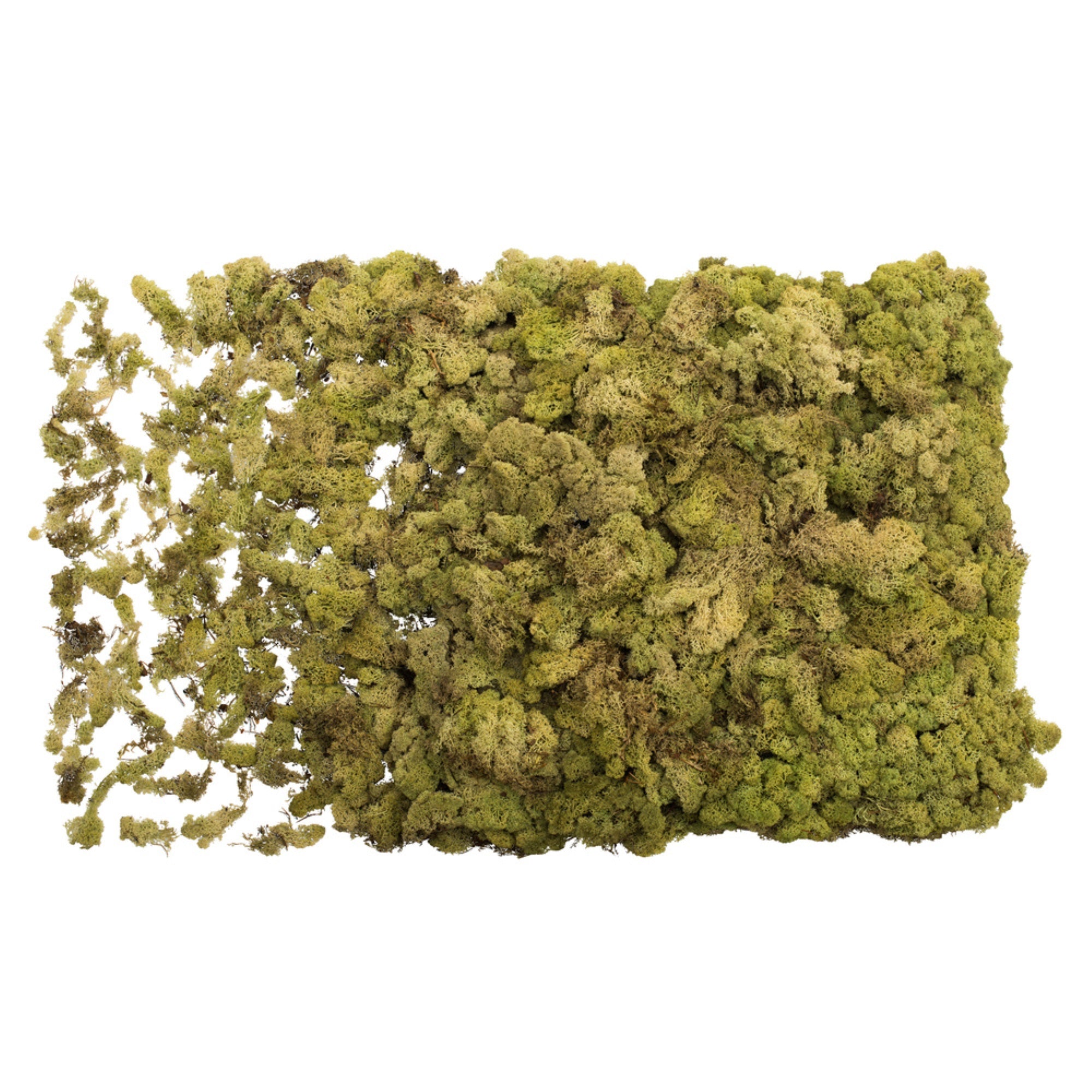 Light Green Reindeer Moss 8.8 lbs/Box