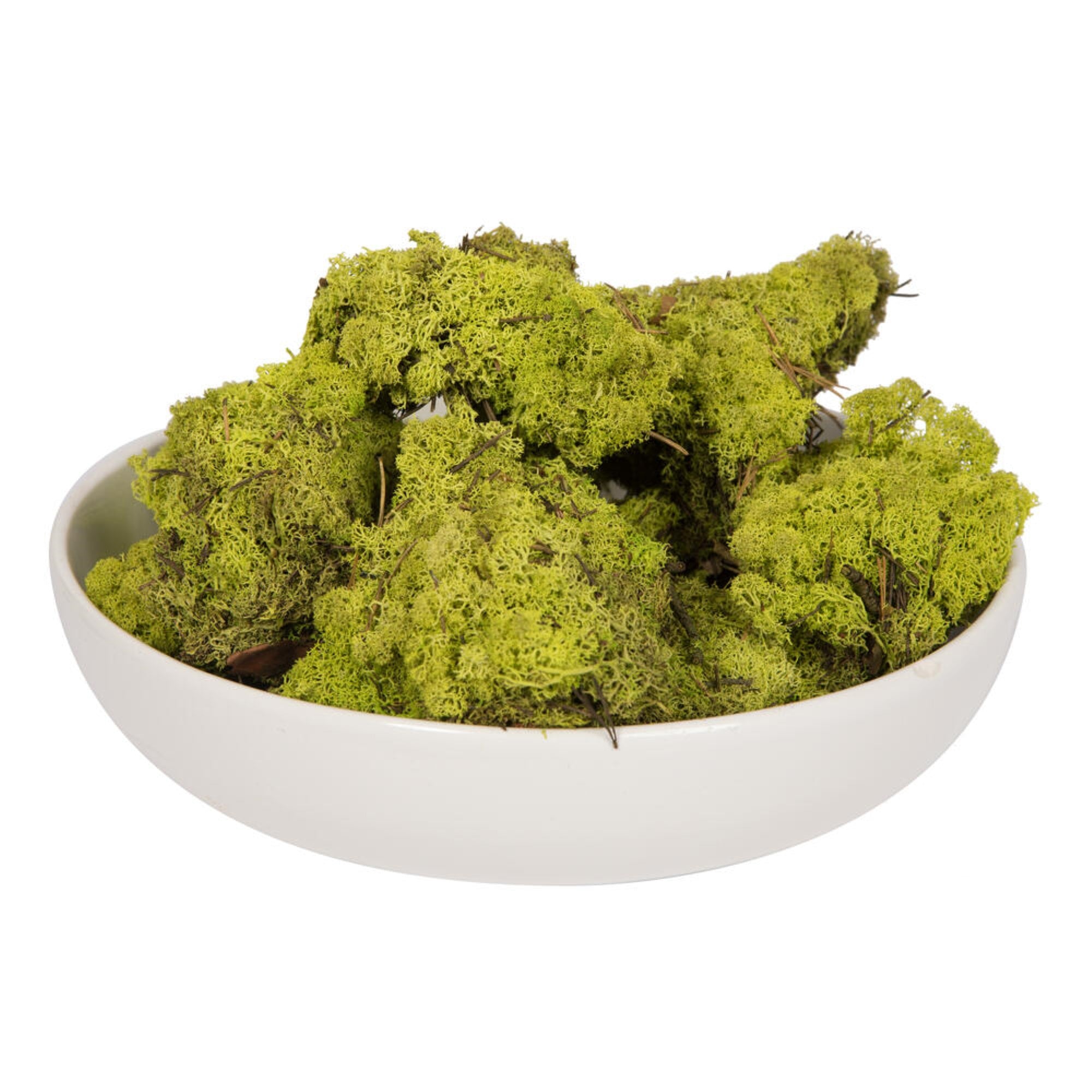 2 Lb Lime Green Preserved Reindeer Moss