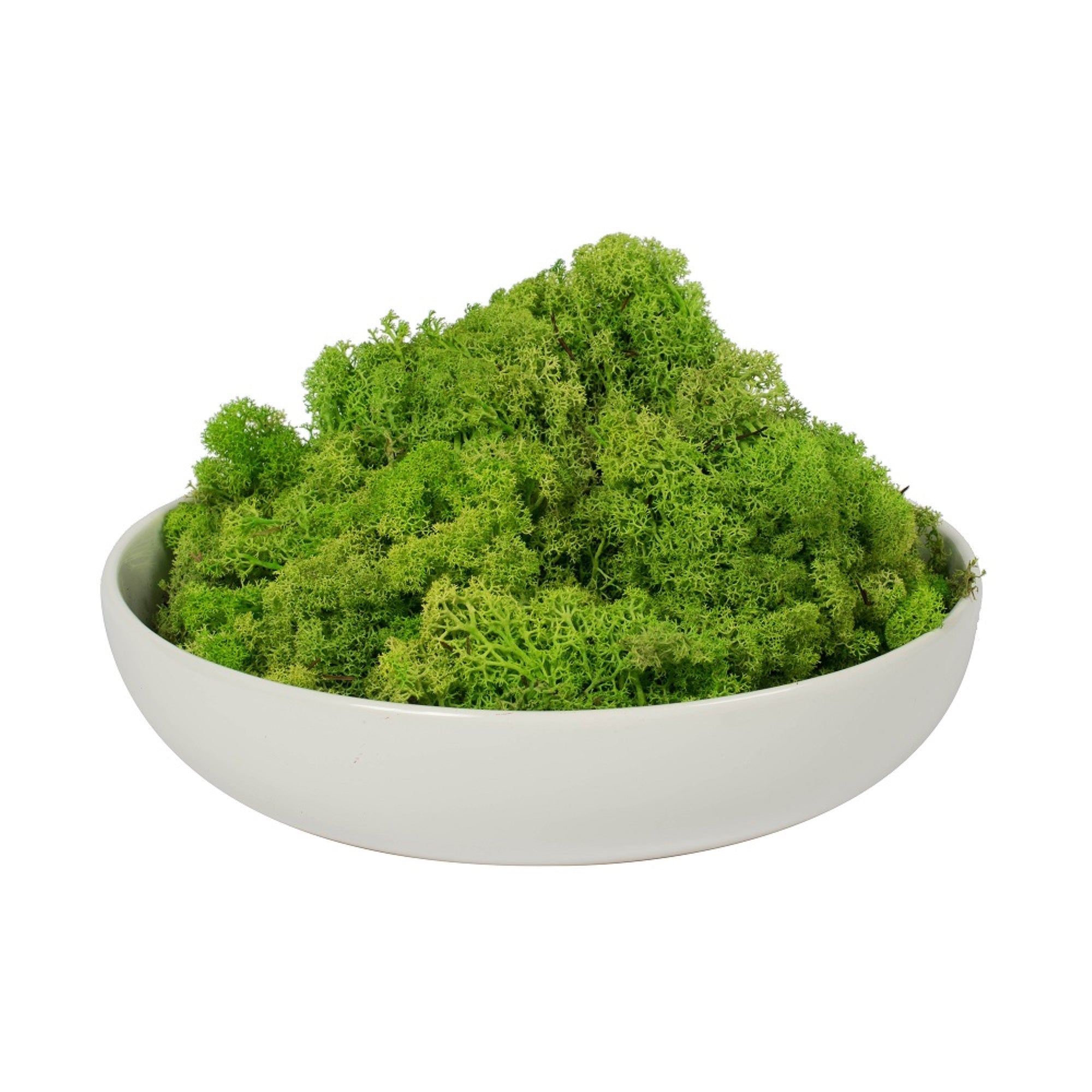 9 lb Apple Green Preserved Reindeer Moss
