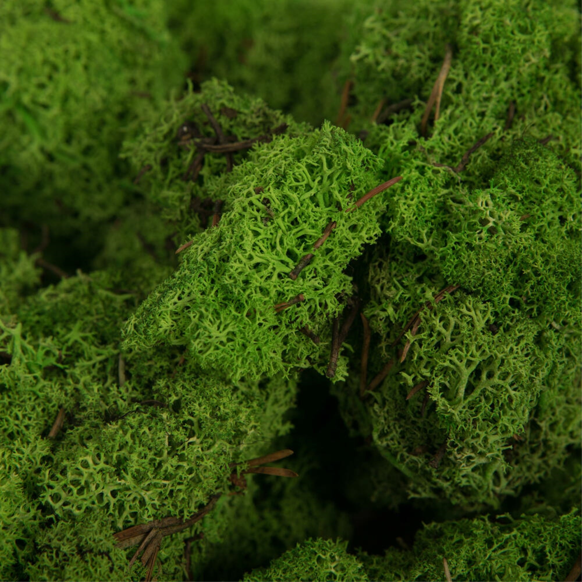 9 Lb Grass Green Preserved Reindeer Moss
