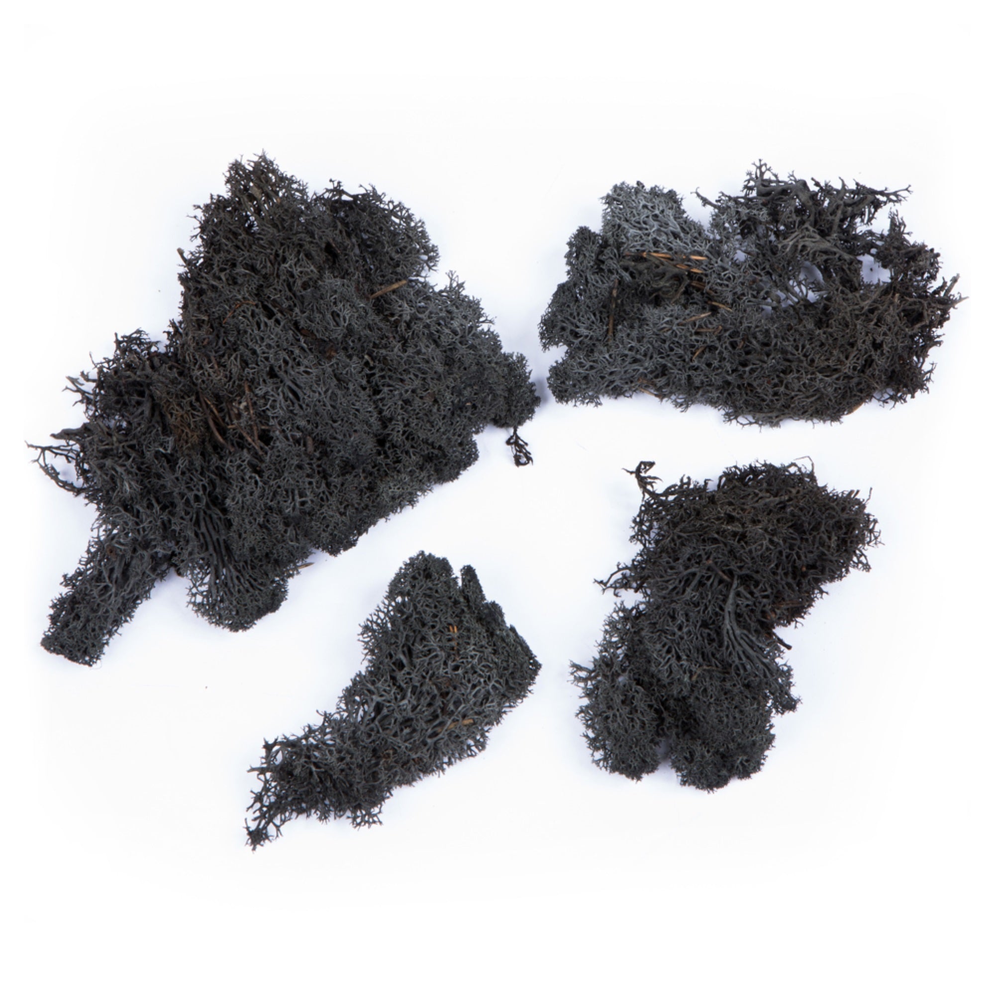 Black Preserved Reindeer Moss 2 Lbs