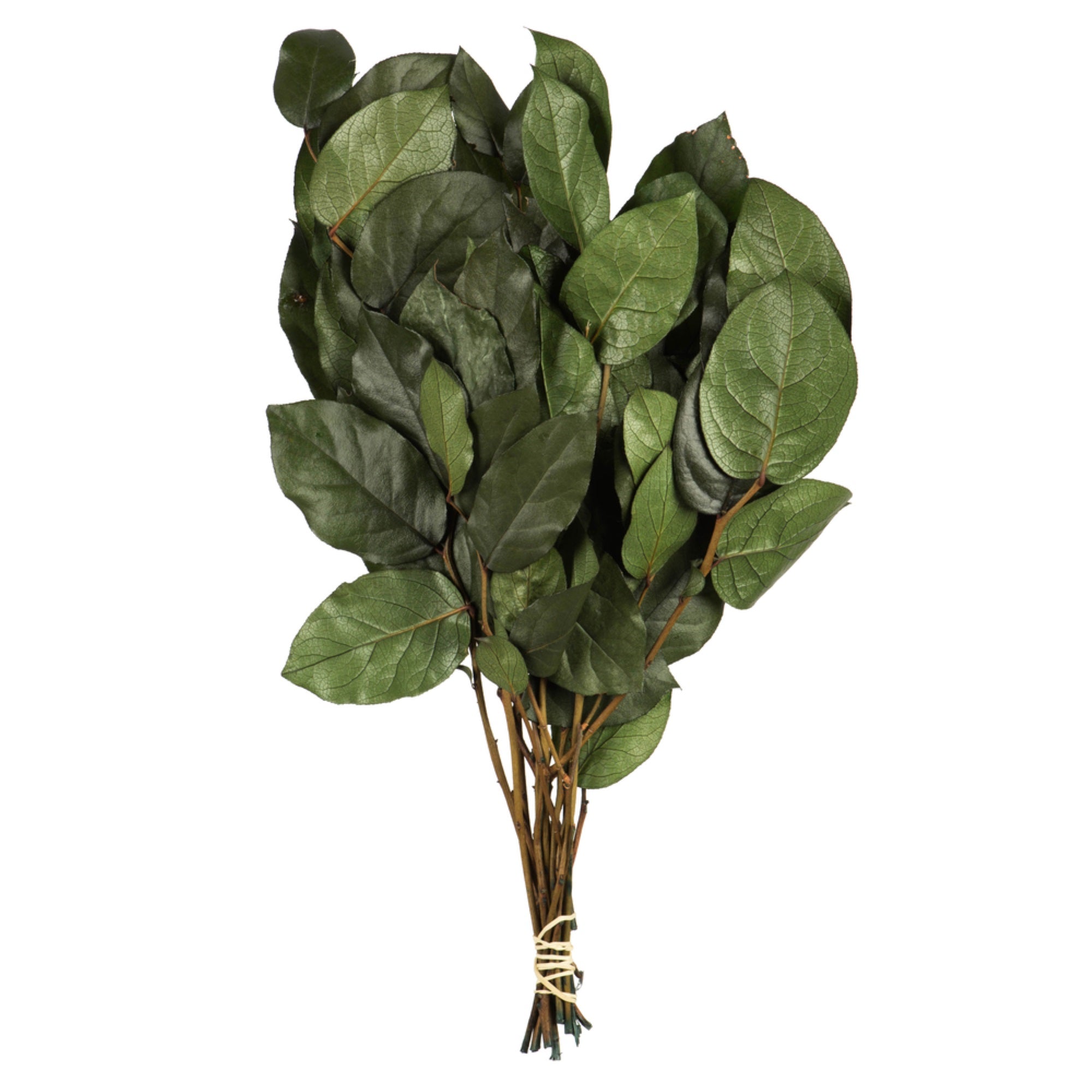 Vickerman 16-22” Basil Salal - Premium, 6oz Bundle, Preserved
