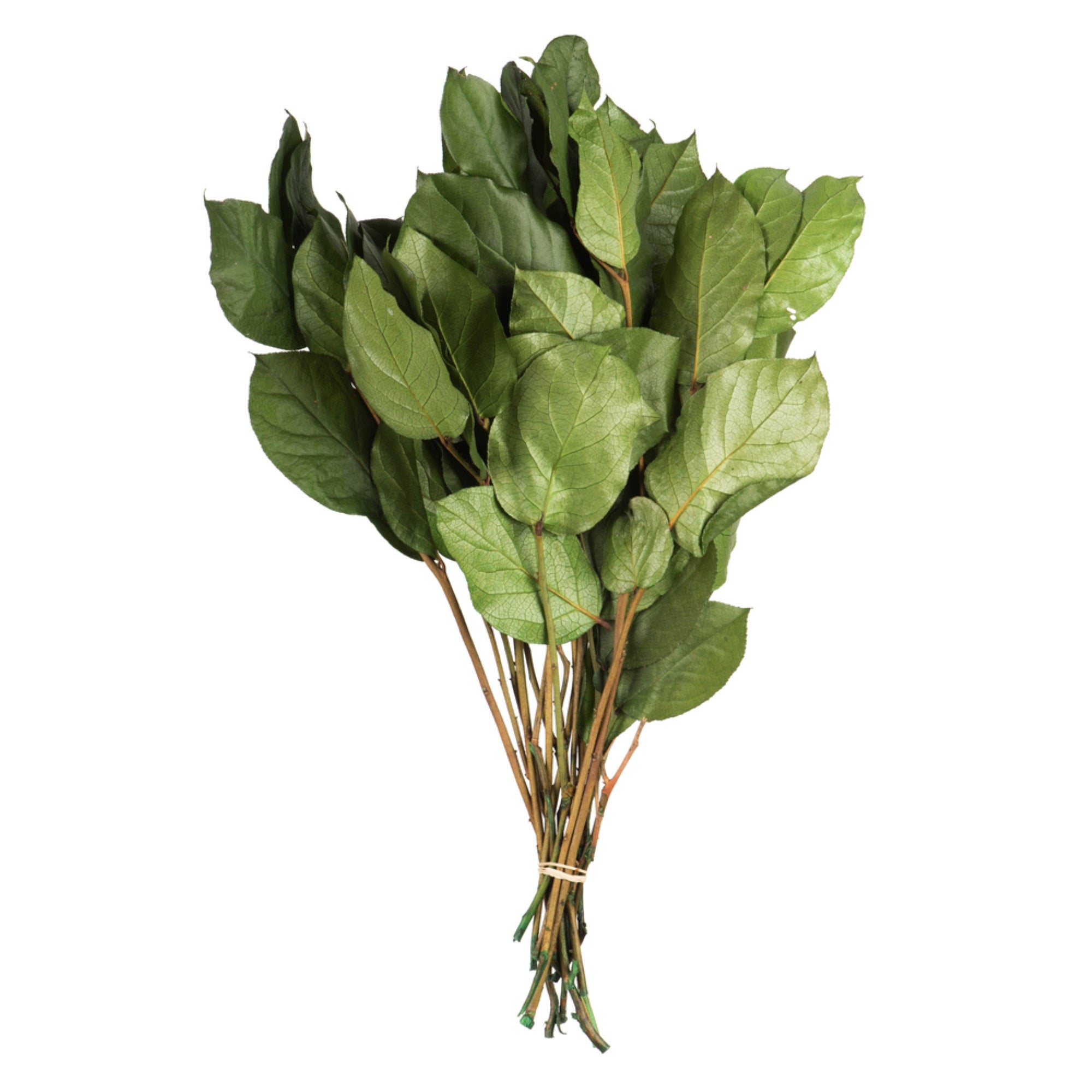 Vickerman 16-22” Spring Green Salal - Premium, 6oz Bundle, Preserved