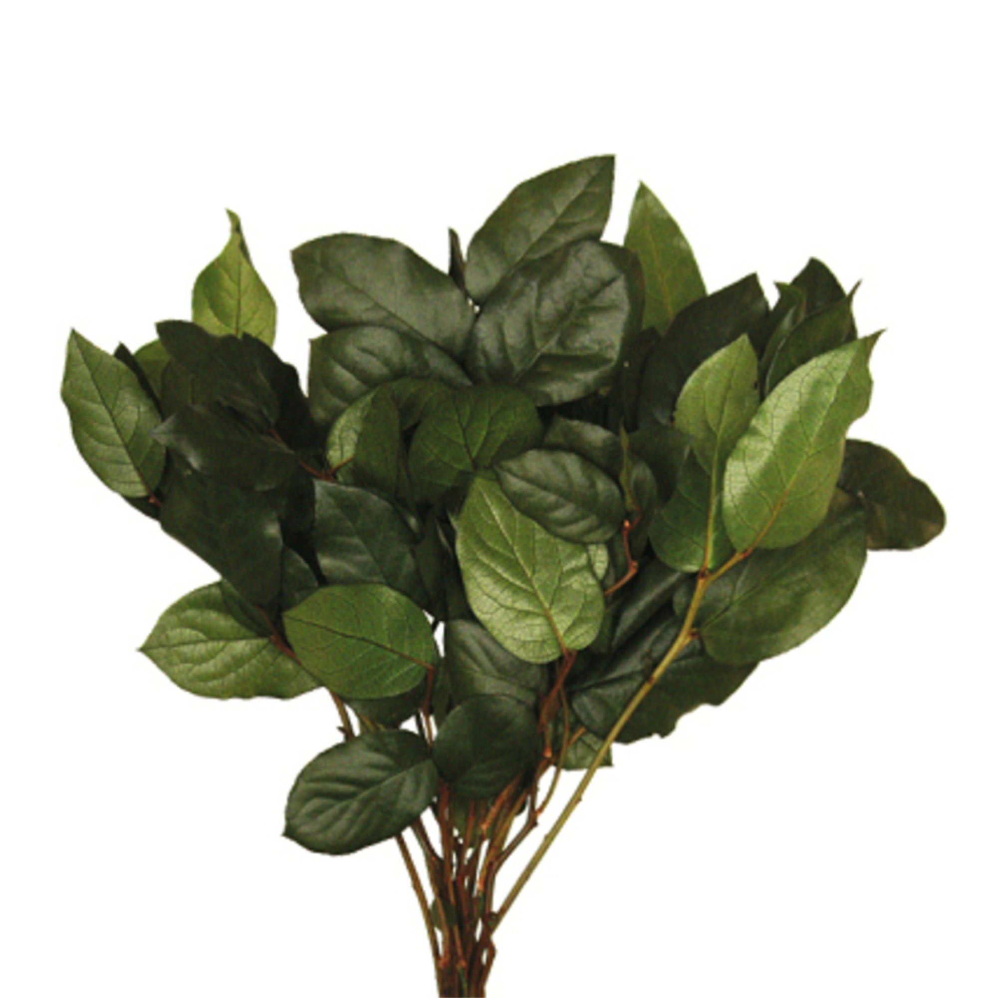 16-22” Basil Salal Bulk 10 Lbs