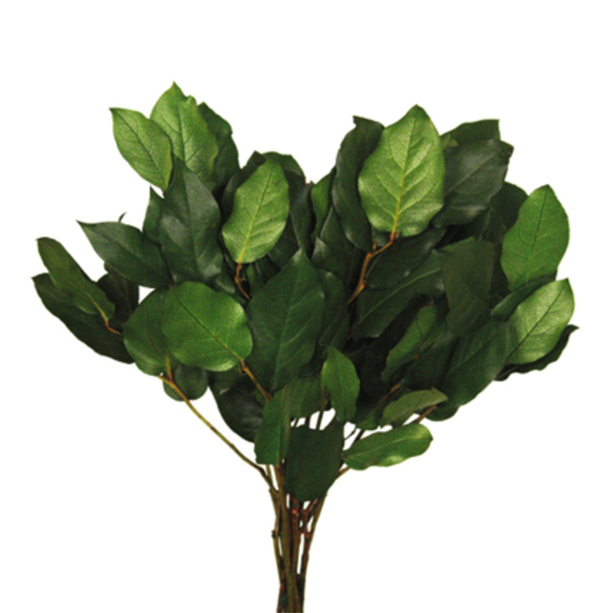 16-22” Spring Green Salal Bulk 10 Lbs