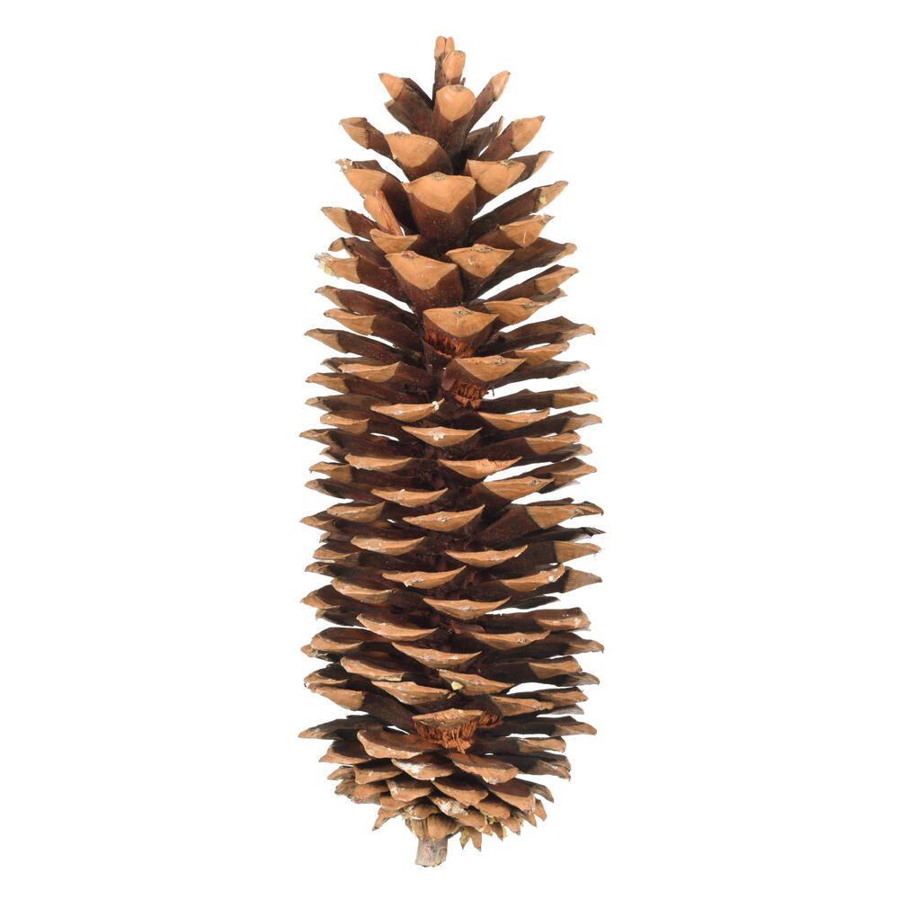 9.5”-10” Sugar Pinecone Bulk 70/Box