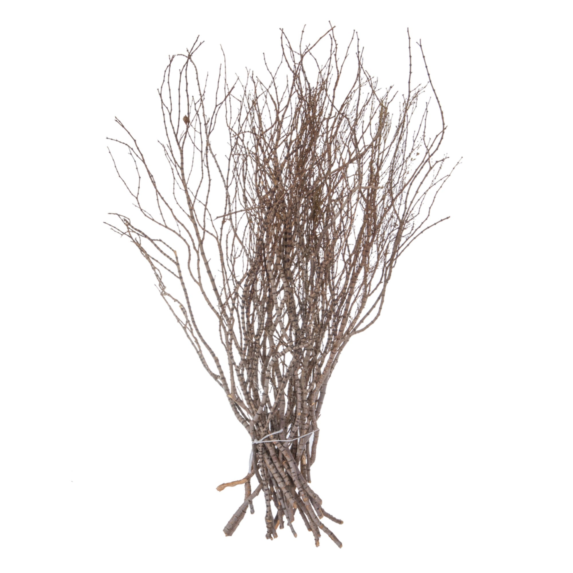 36” Tigerwood Stem Bundle - 25/Pk