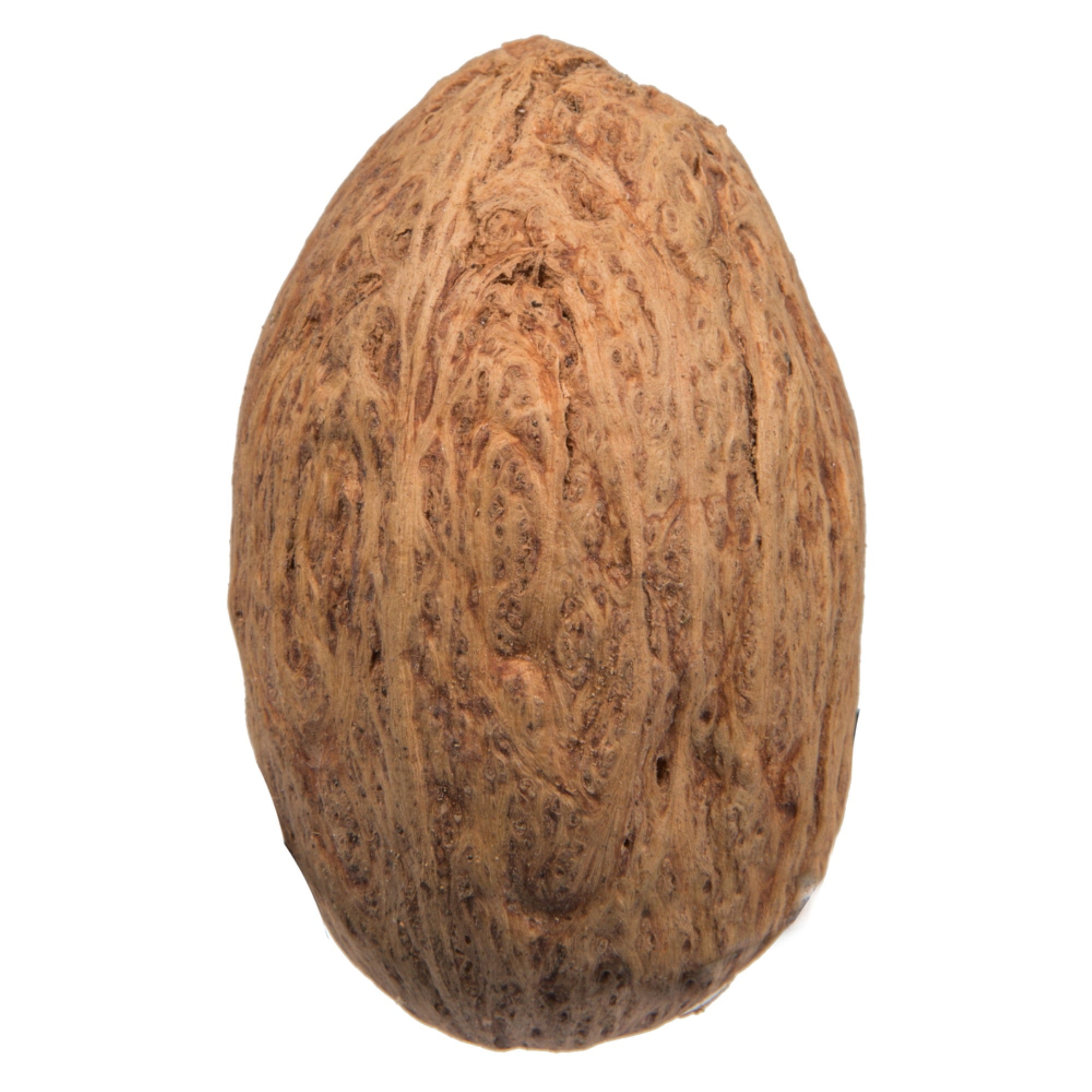 Vickerman Natural Botanicals 1.18” Amra Pod Natural. Includes 4.4 Lbs per Pack