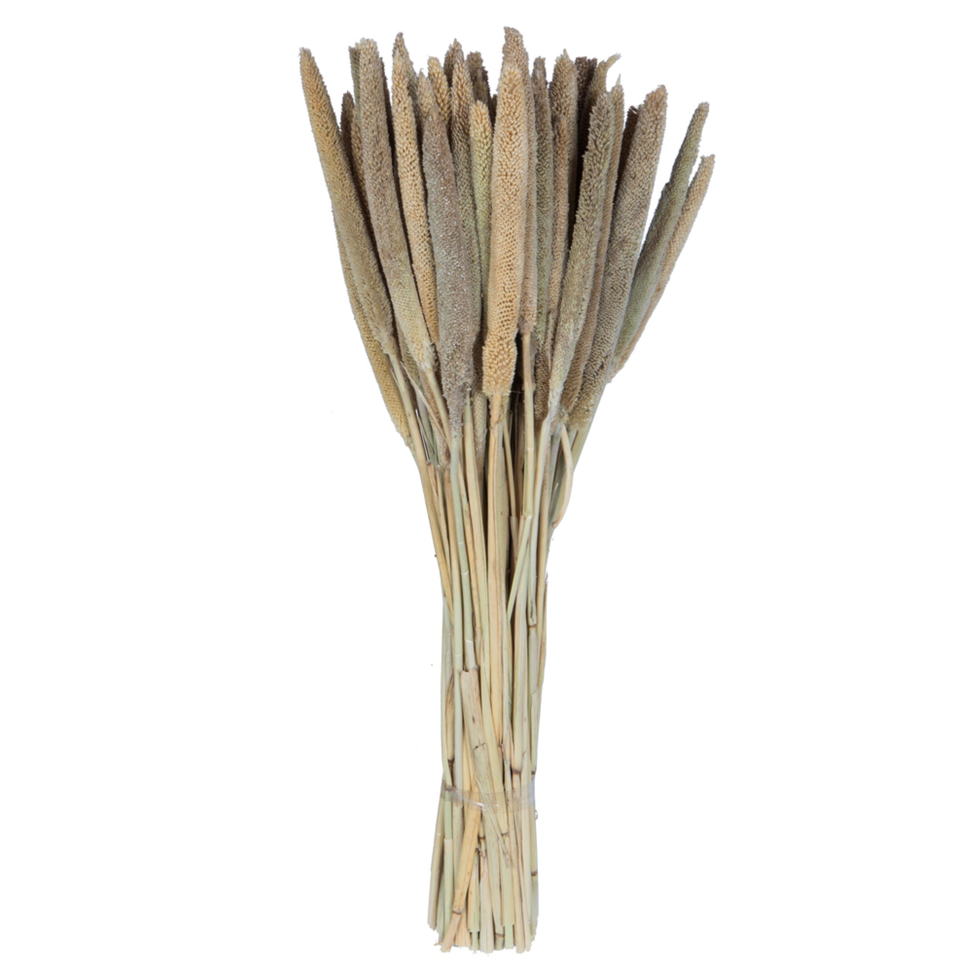 24” Babala Natural Stems 75/pk