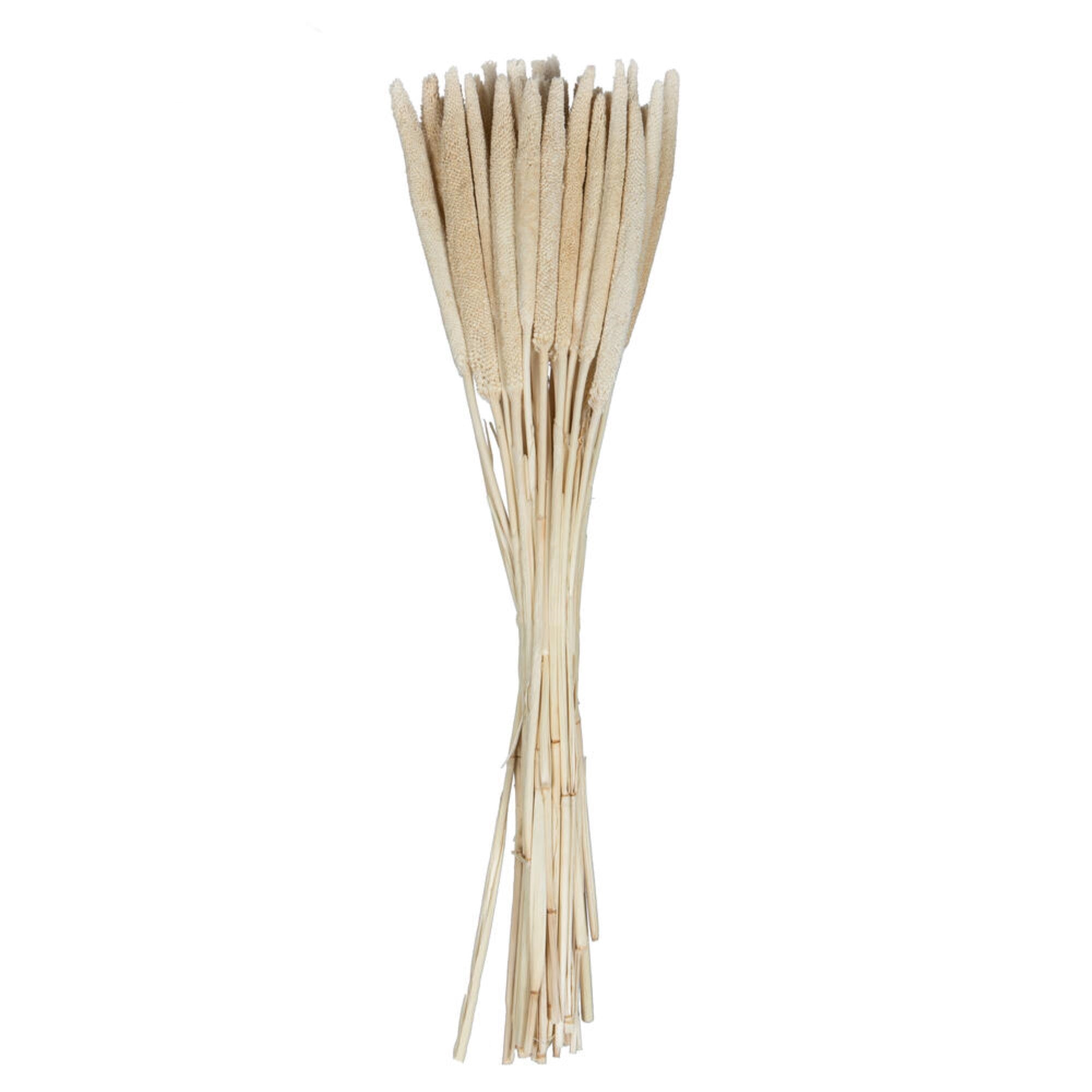 24” Babala Bleached Stems 50/pk