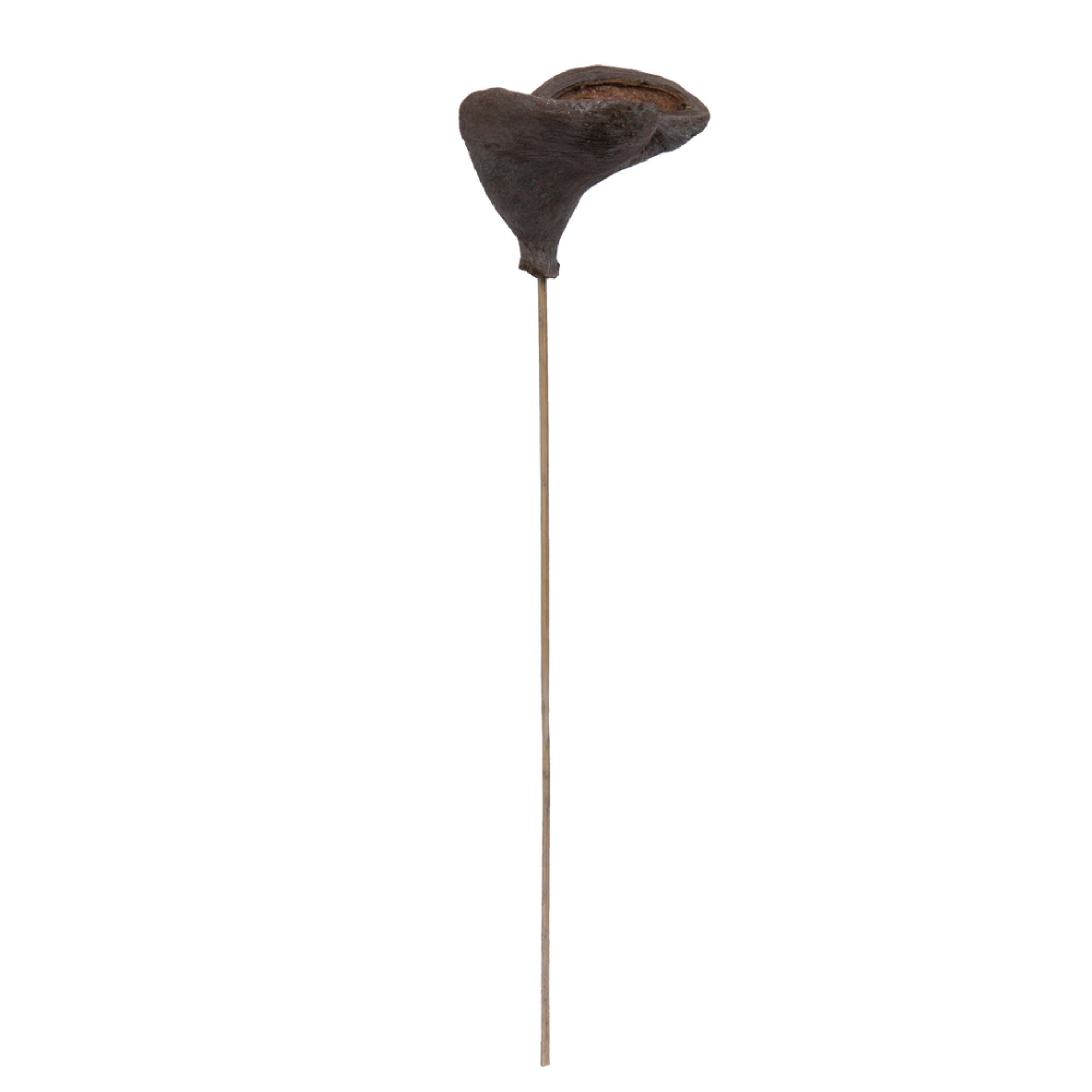 Vickerman Natural Botanicals 20” Stem Badam. Includes 25 Stems per Pack