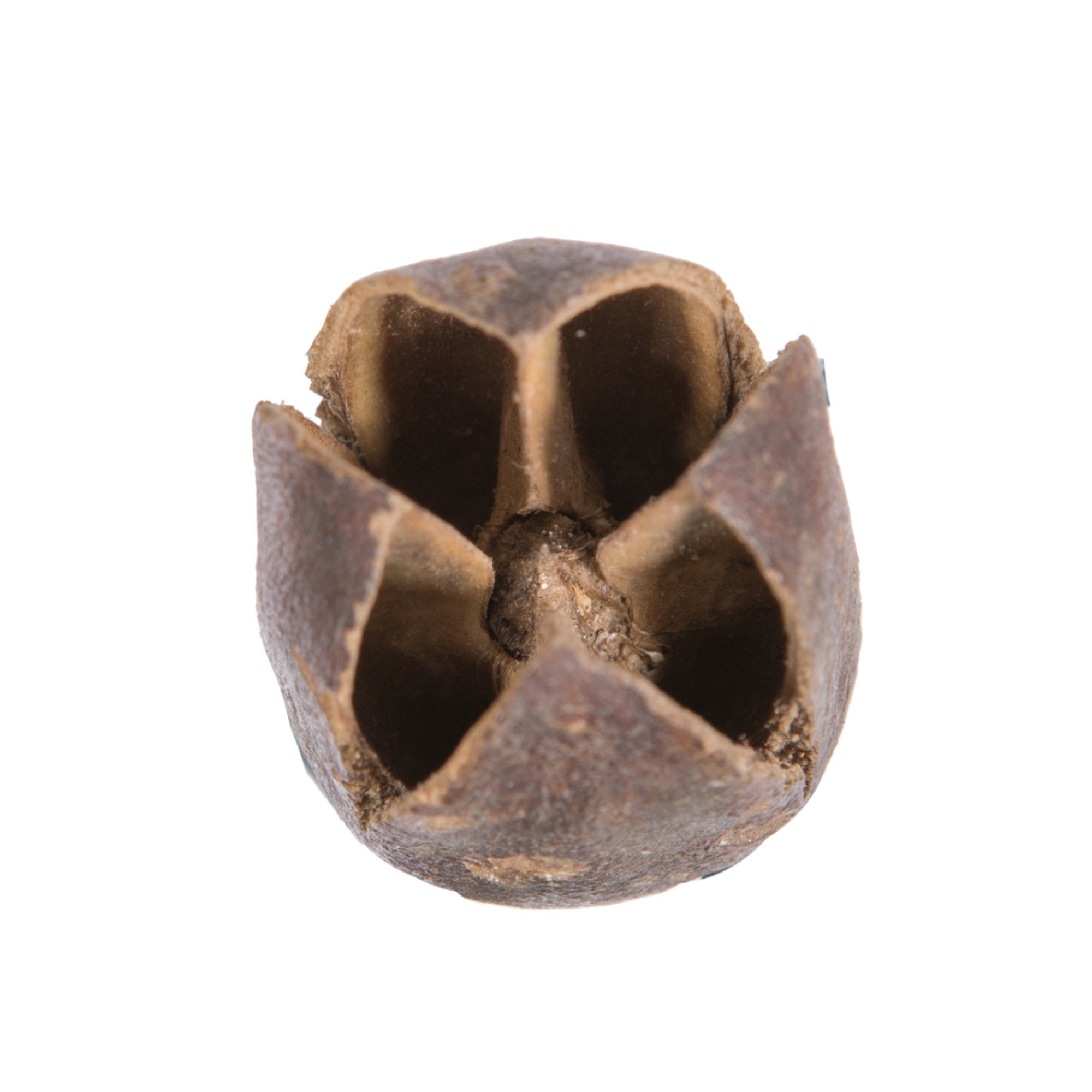 0.78” Bakuli Natural 6.6Lb/pk