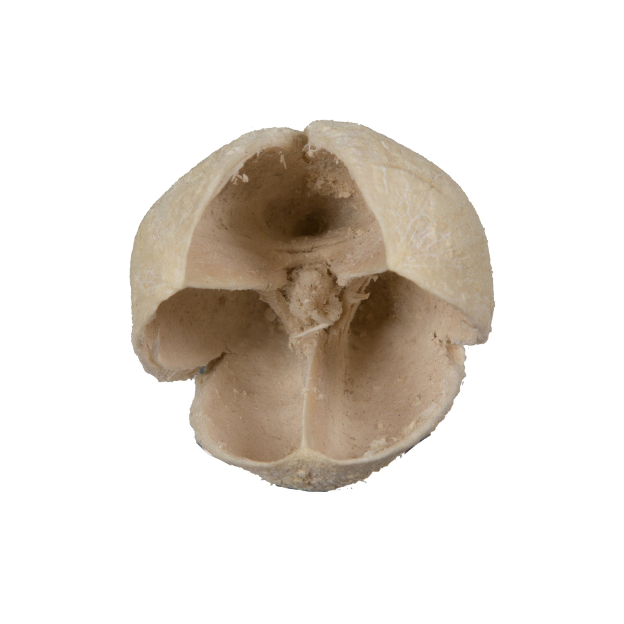 0.78” Bakuli Bleached 3.3Lb/pk
