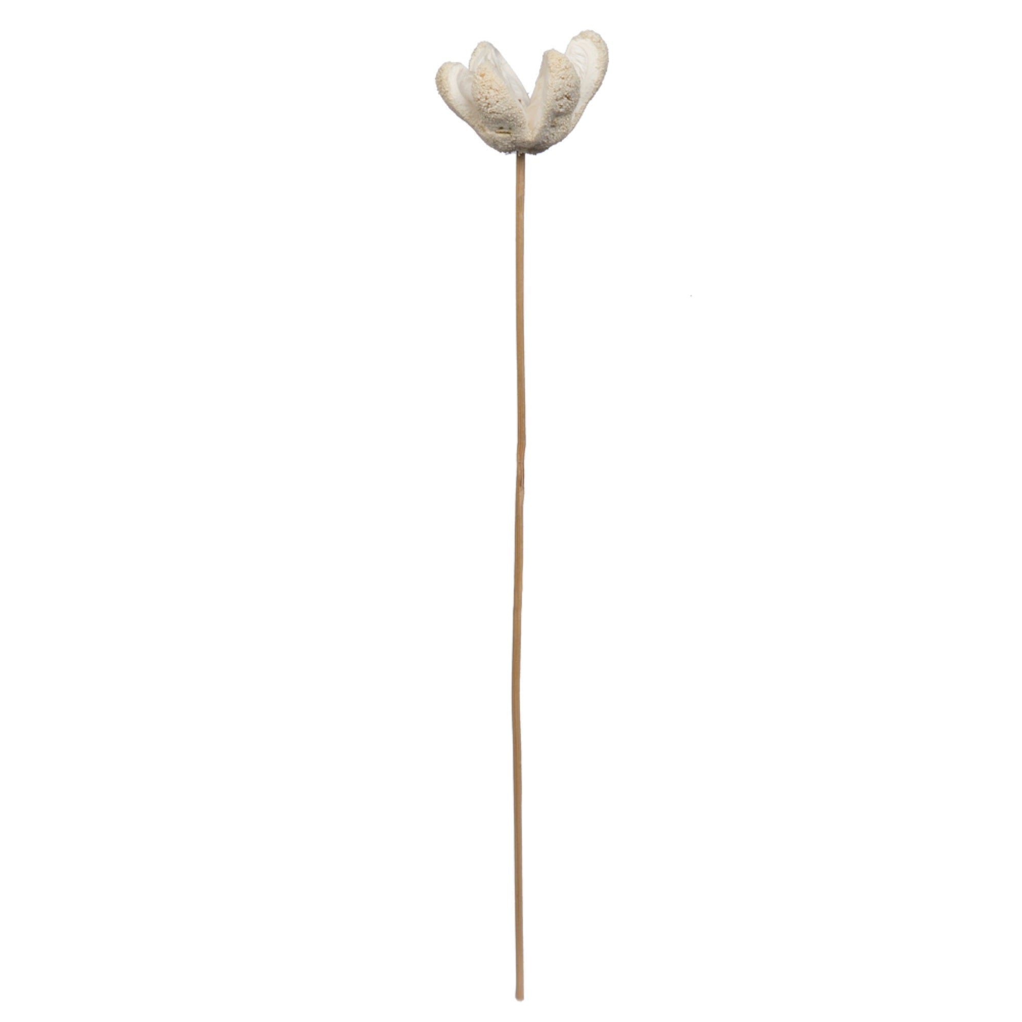 20” Bullet Flower Bleached Stems 50/pk