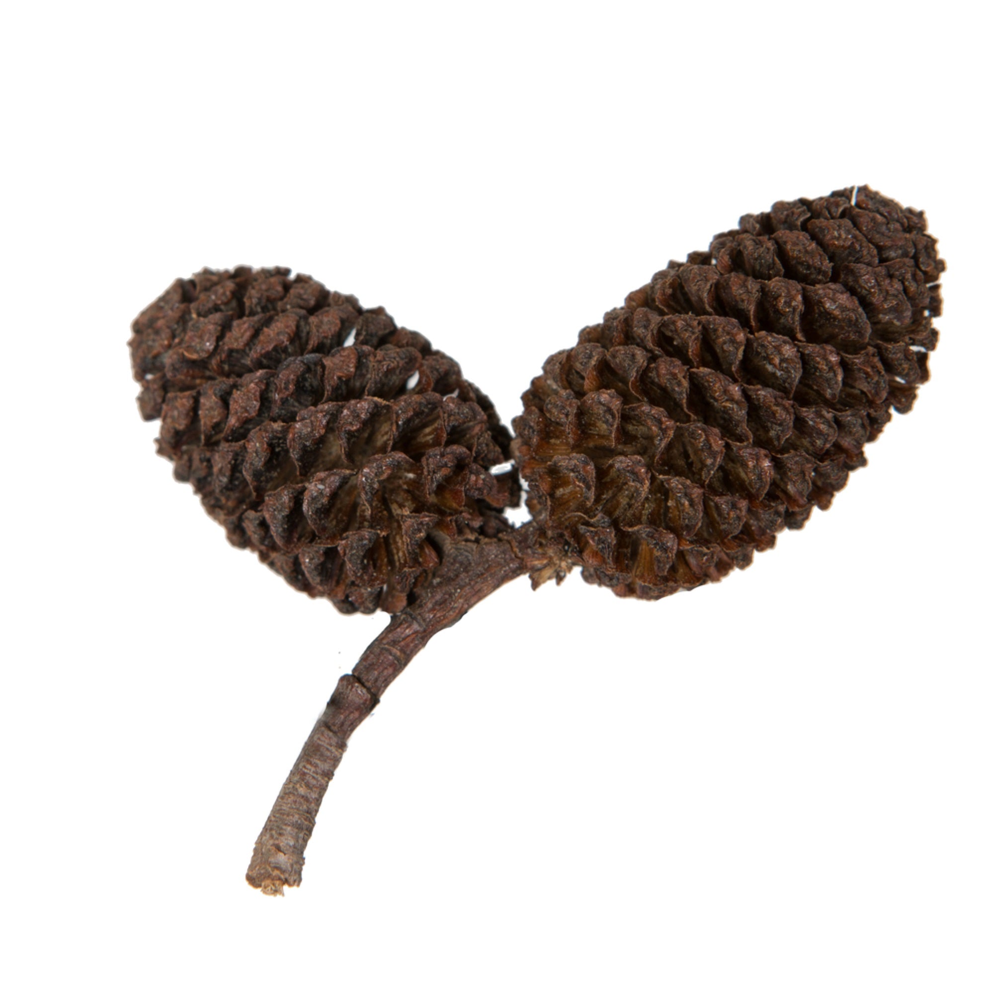 0.8” Birch Pine Natural 1 kg/pk